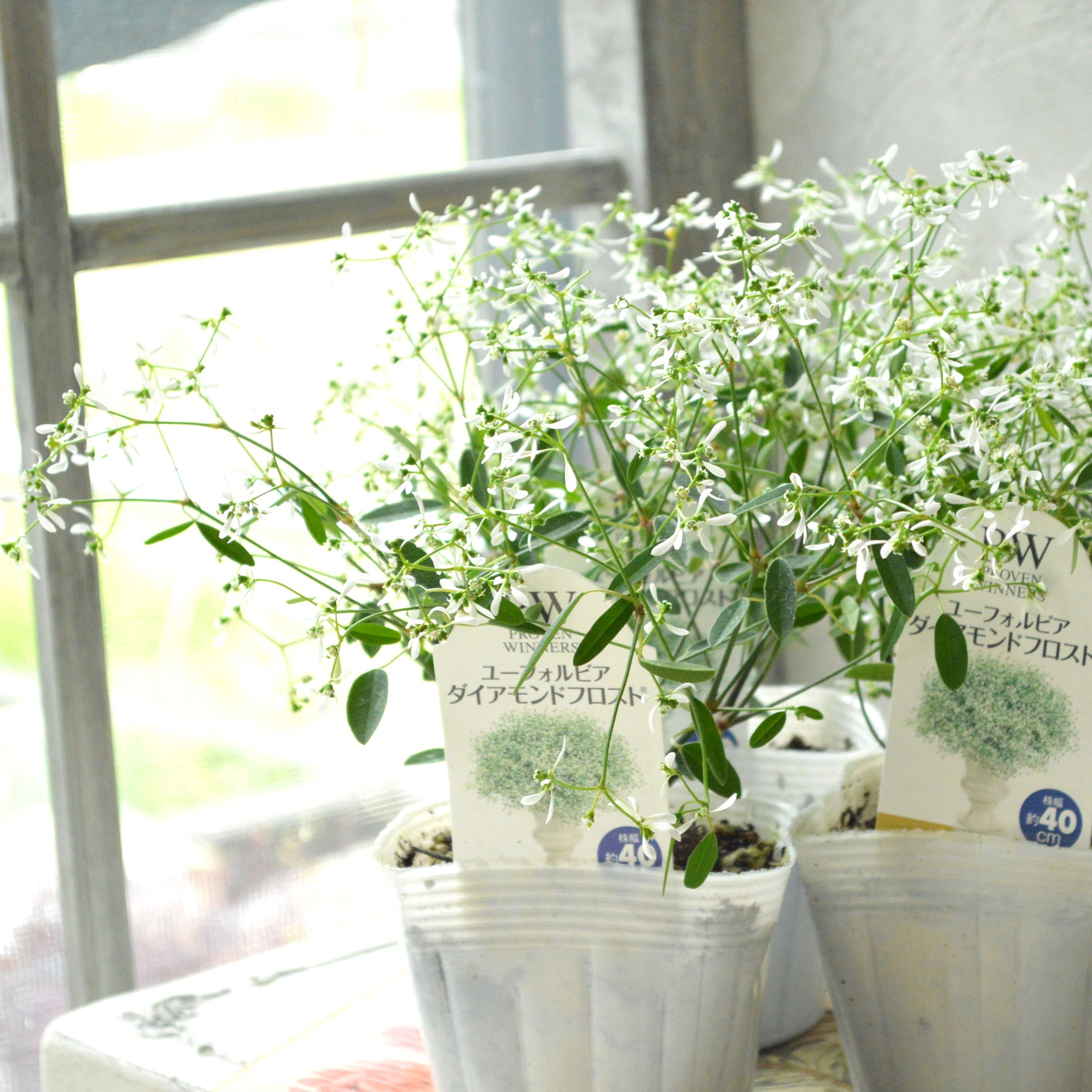 【暑さに強い】 ユーフォルビア 『ダイアモンドフロスト』 2.5寸~3寸POT