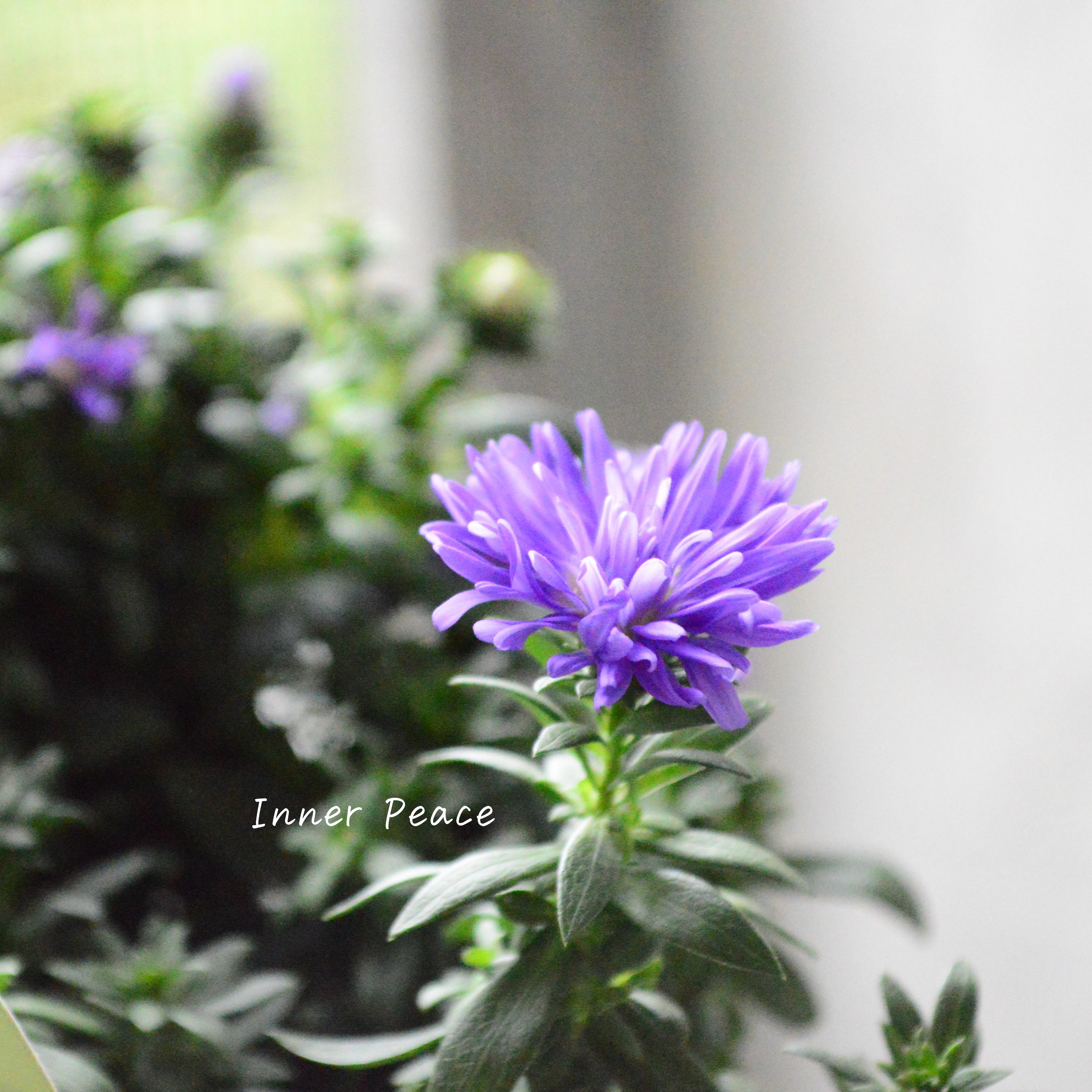 【寒さに強い】アスター 『ミステリーレディ・ニコル』 3.5寸POT