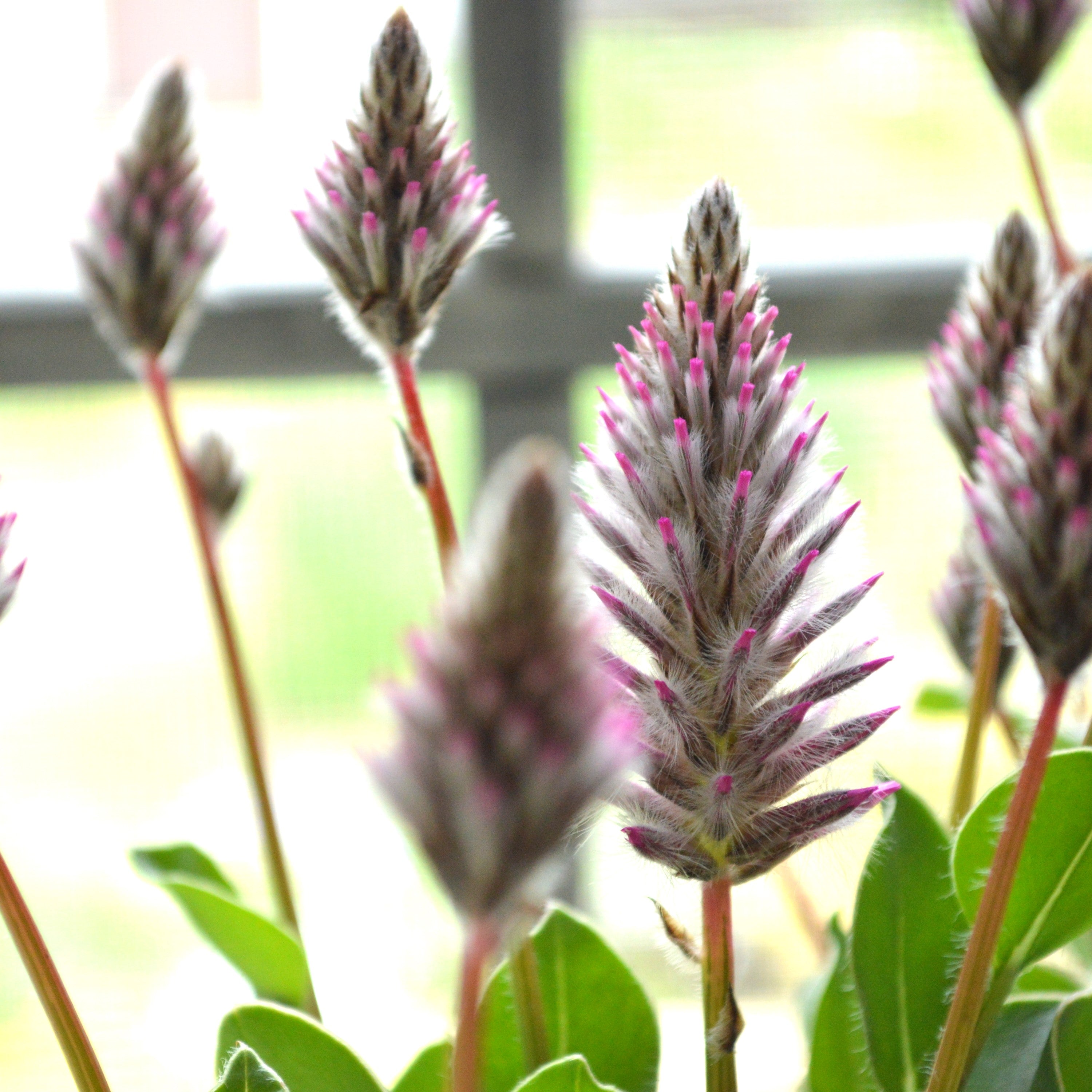 【個性的】 プティロータス 『エクサルタツス・ジョーイ』 3.5寸POT