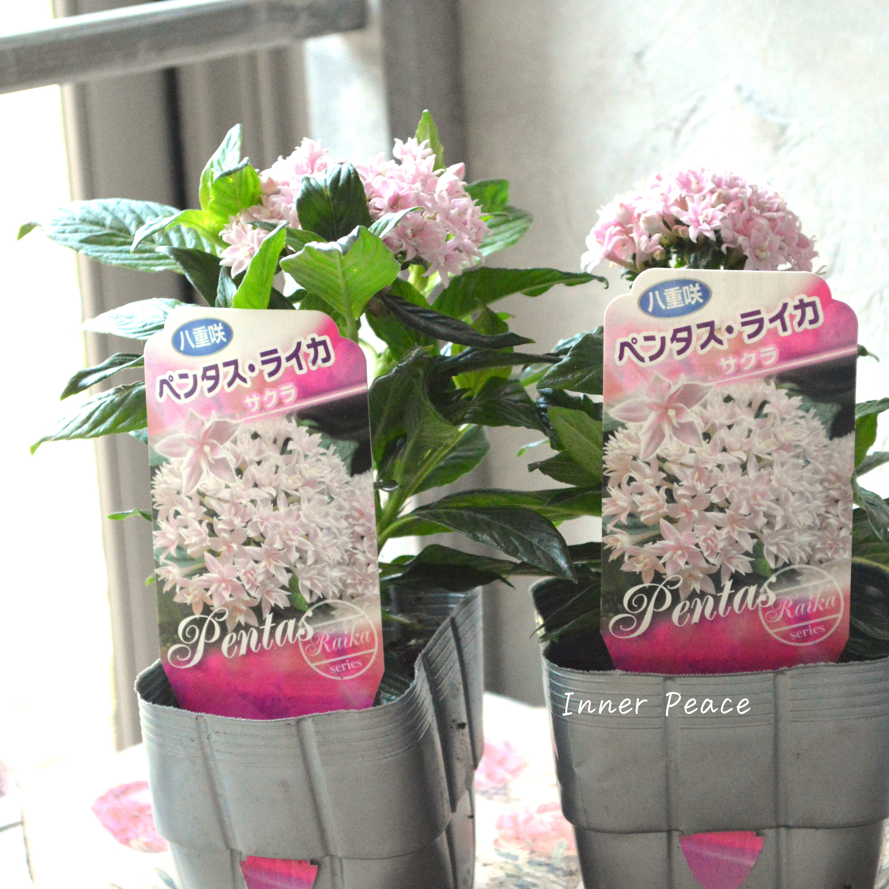 【暑さに強い】 八重咲きペンタス 『ライカ・サクラ』 3.5寸POT
