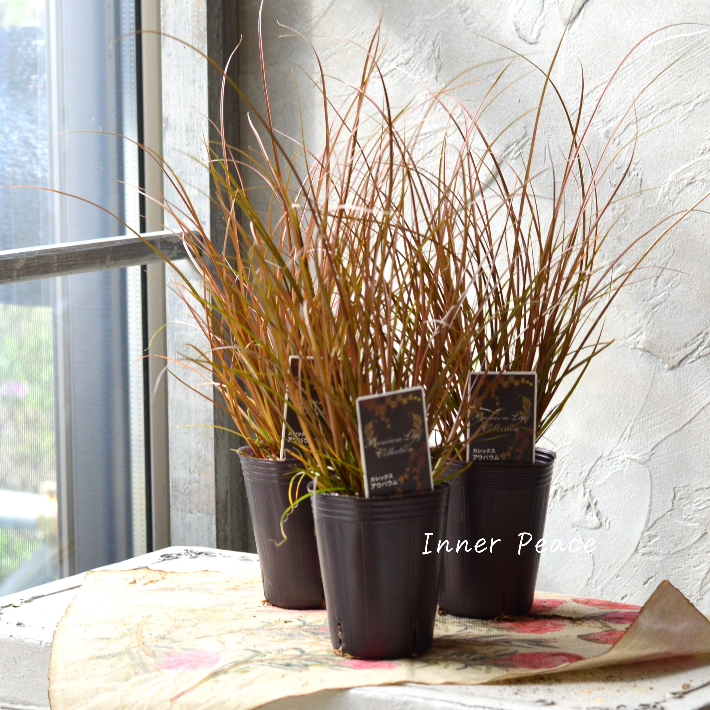 【オシャレ】 カレックス 『アウバウム』 2.5寸POT