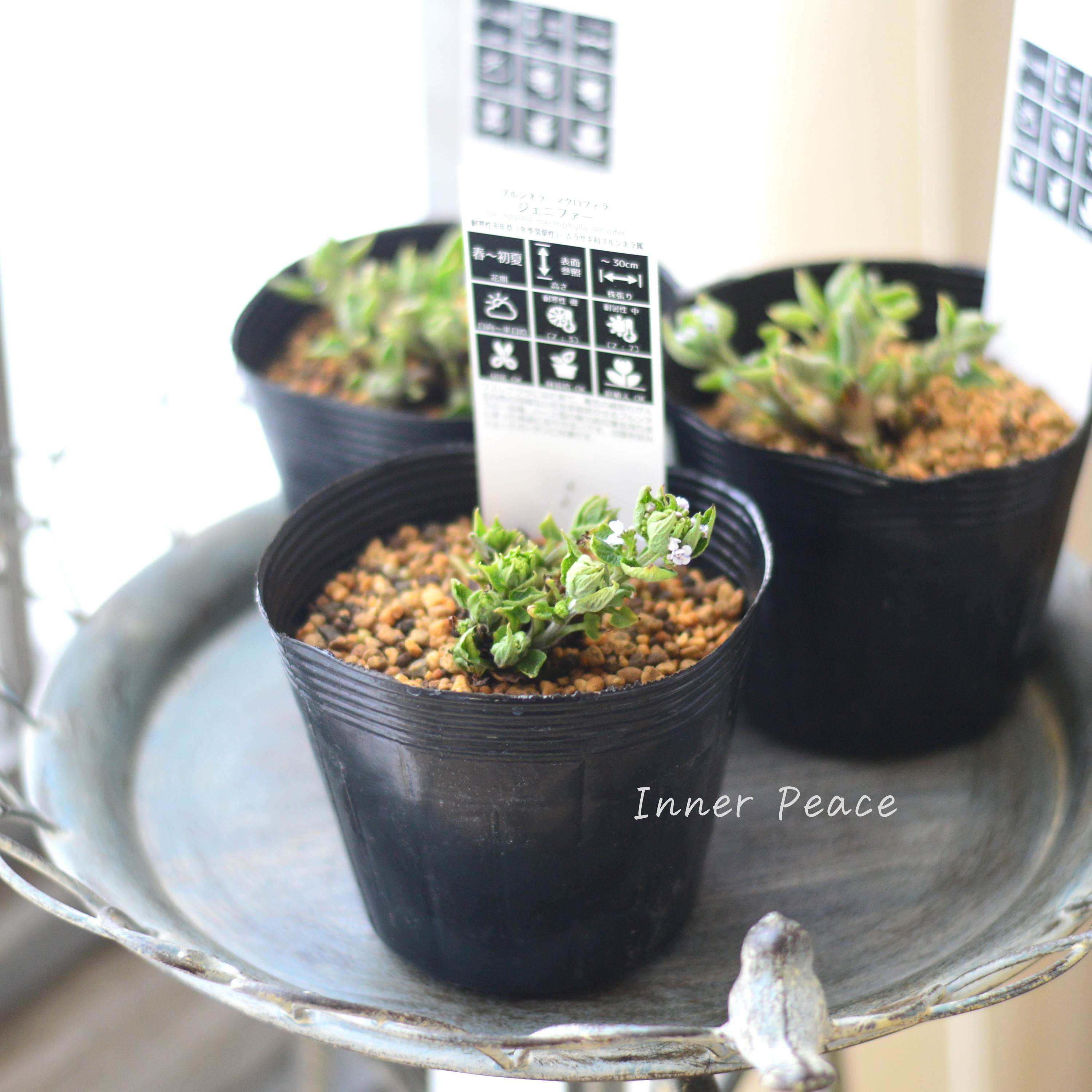 【宿根草】 ブルンネラ・マクロフィラ 『ジェニファー』植え込み用 4寸POT