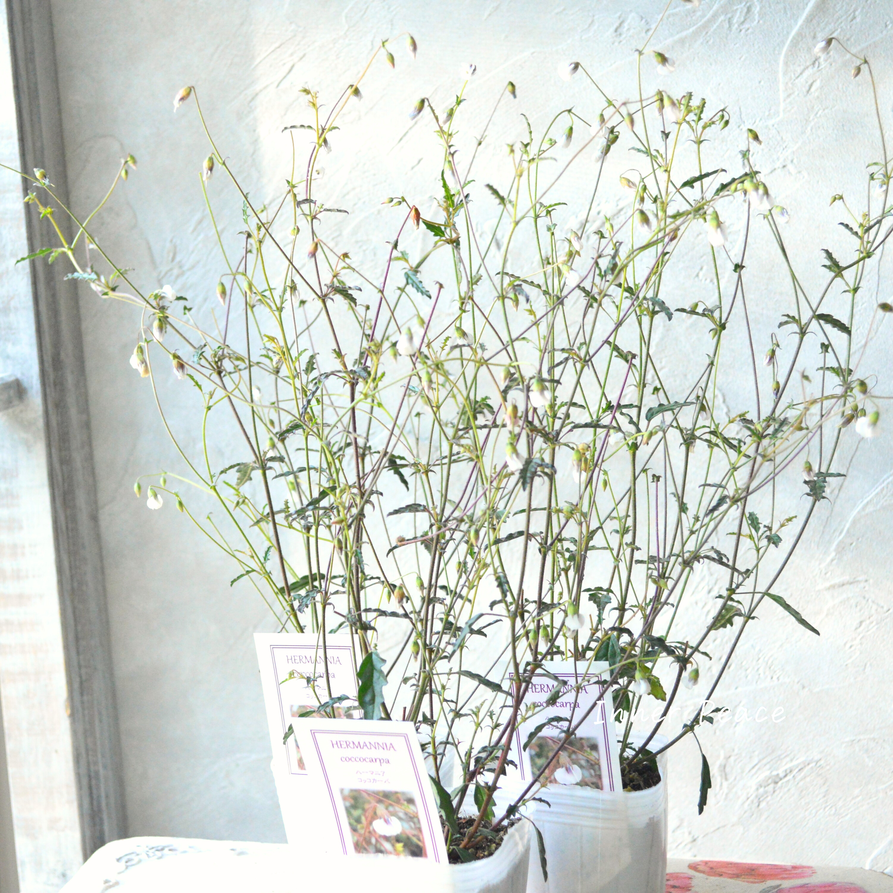 Sale! 【個性的】 ハーマニアコッコカーパ 3寸POT