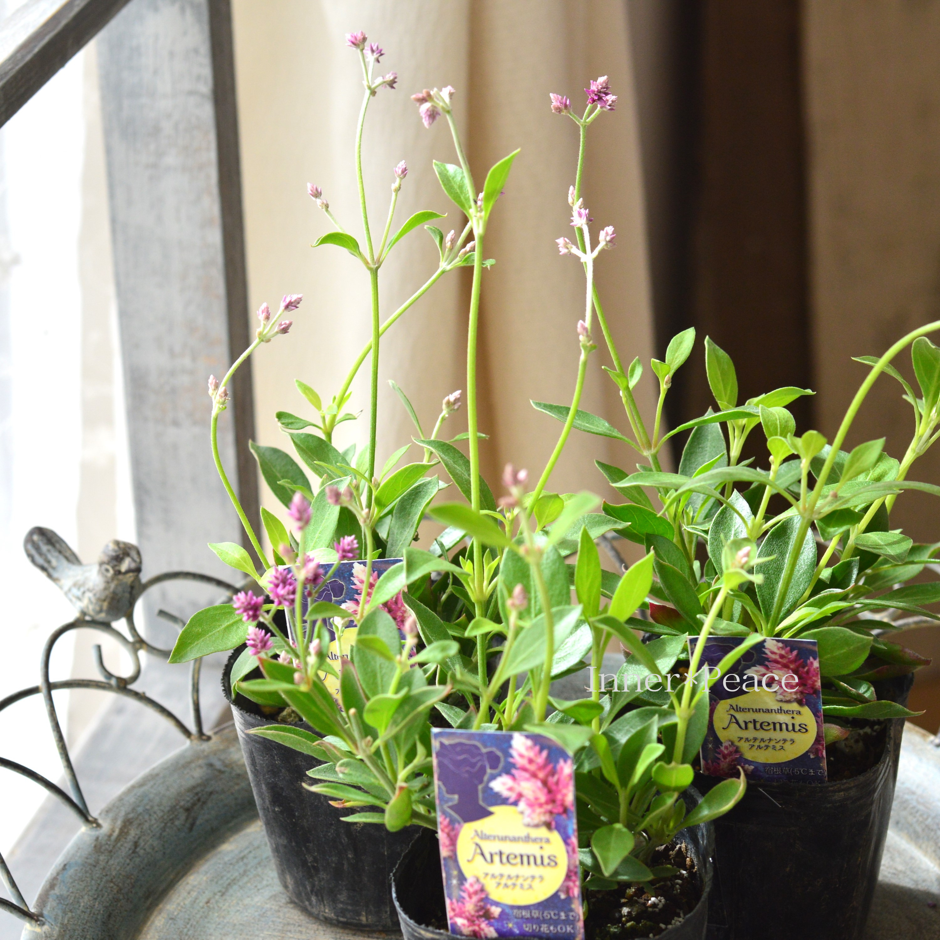 【かわいい】 アルテルナンテラ 『アルテミス』 3寸POT