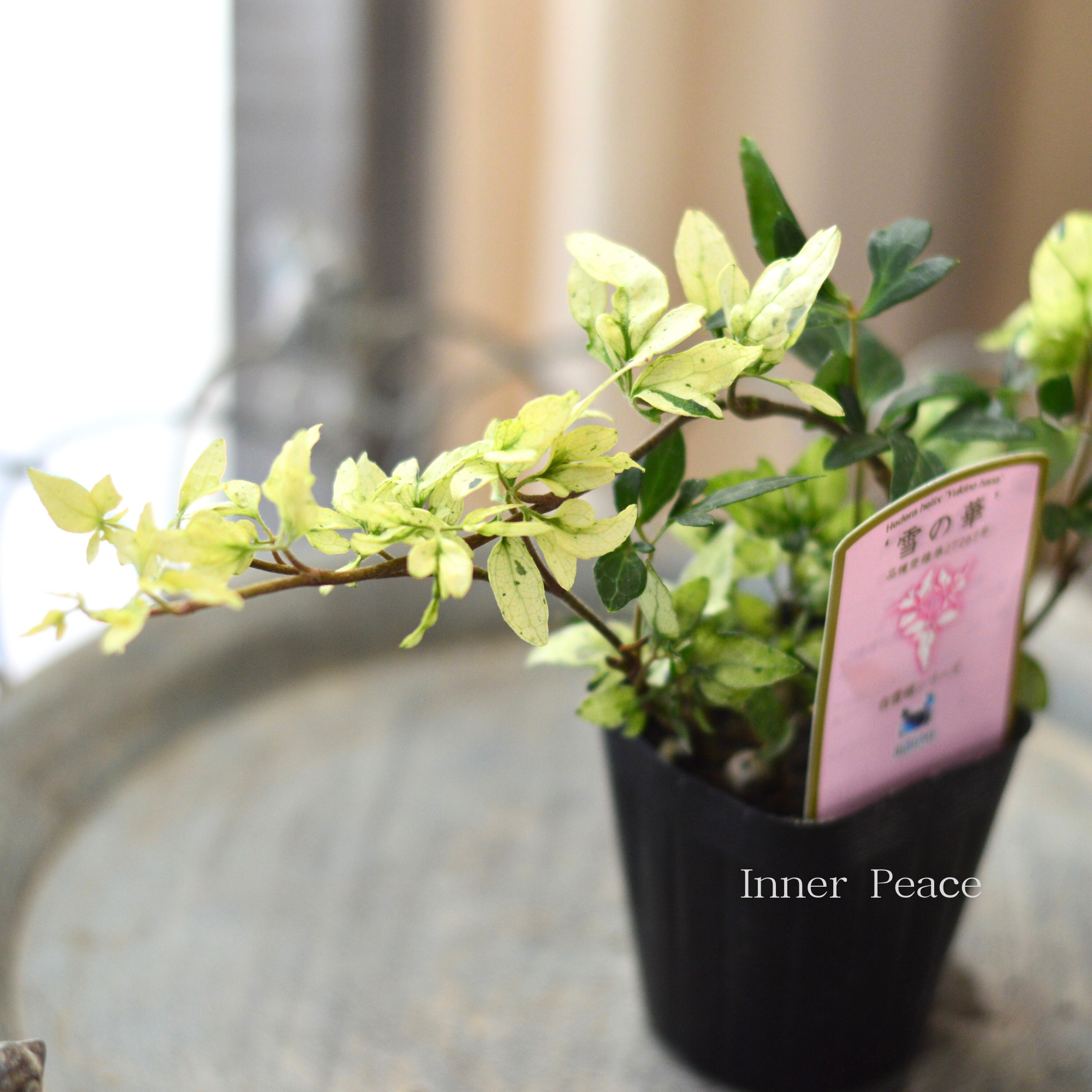 【広野園芸さん】 ヘデラ 『雪の華』 2.5寸POT