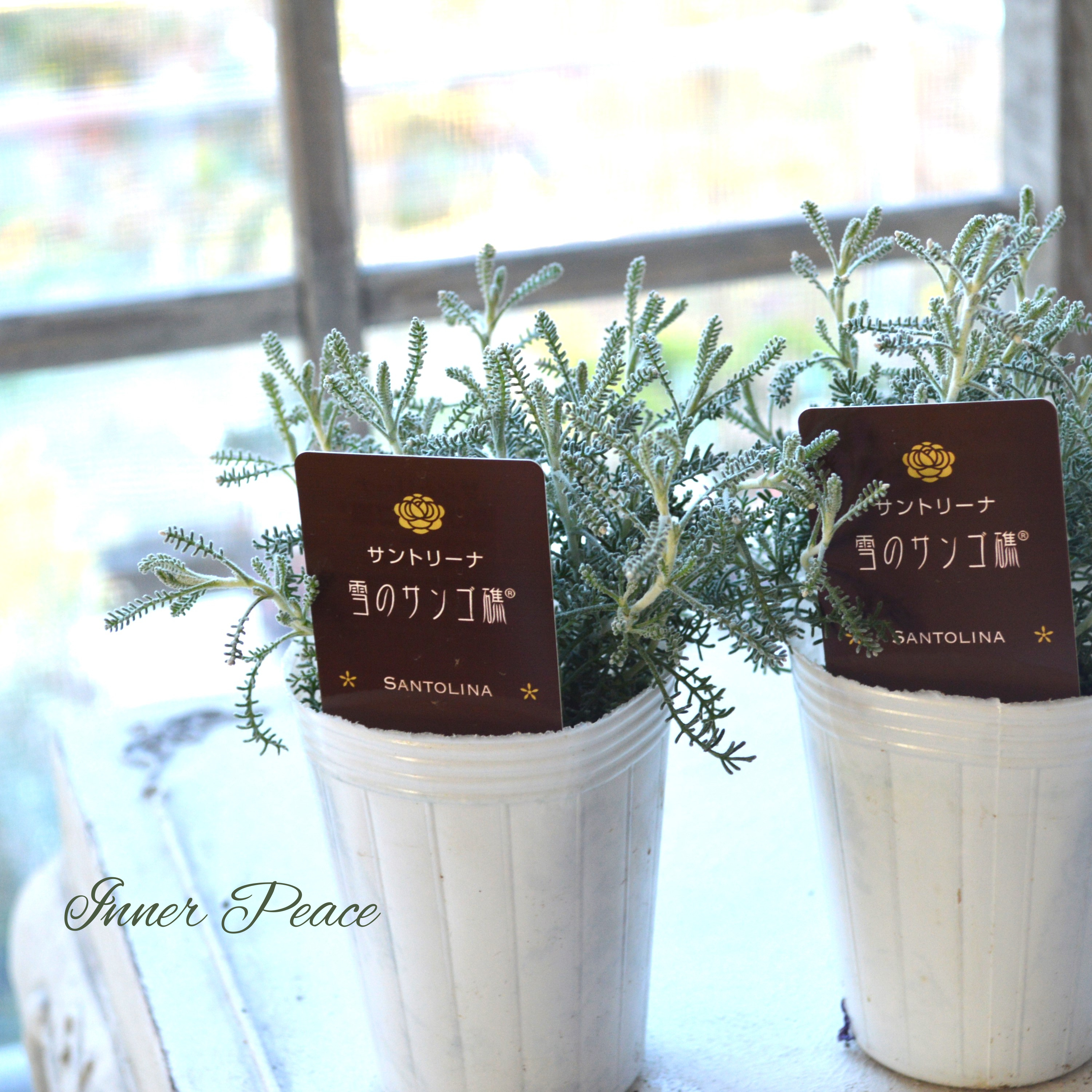 【冬の定番】 サントリーナ 『雪のサンゴ礁』 2.5寸ロングPOT