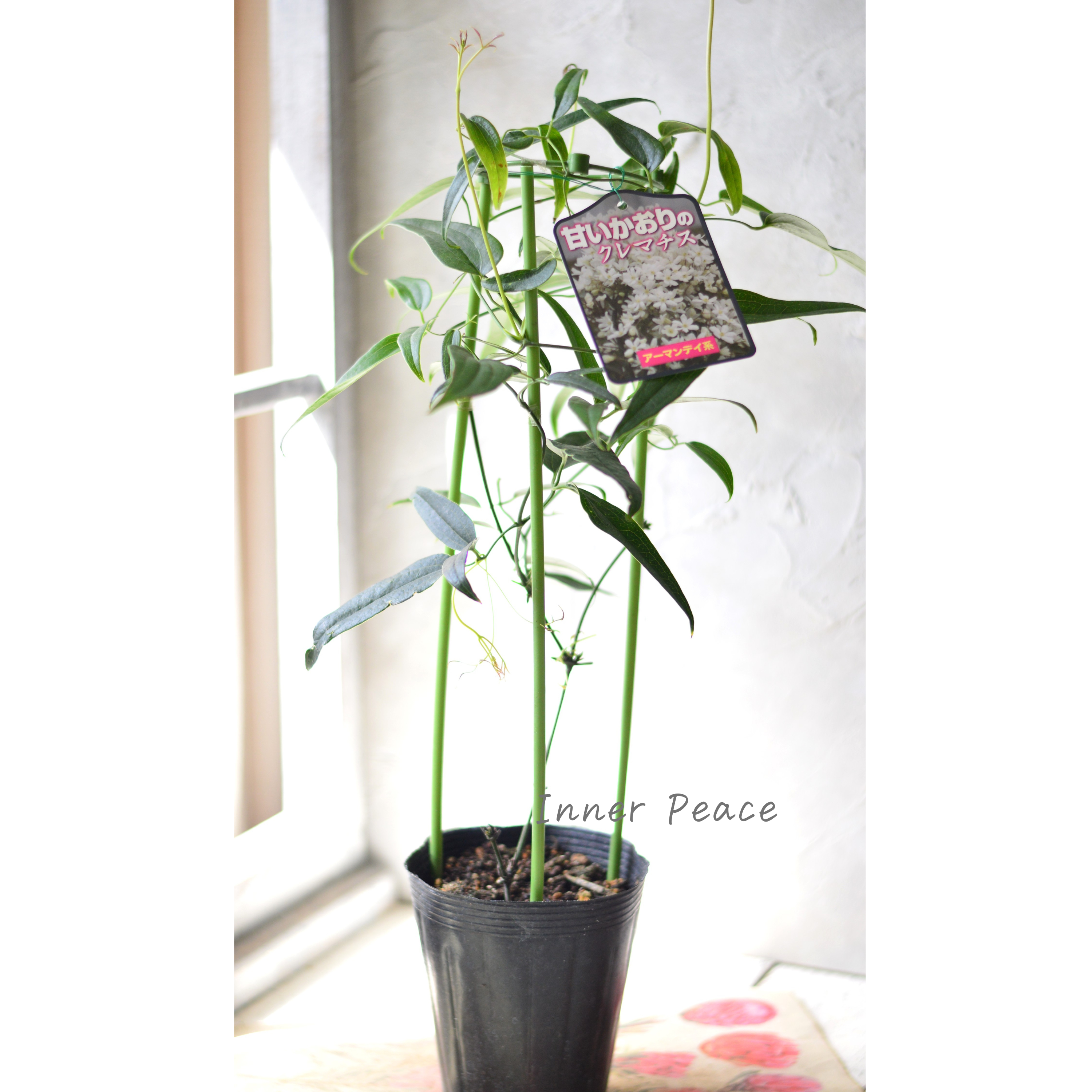 【香る】 クレマチス(アーマンディ系) 『アップルブロッサム』 4.5寸POT