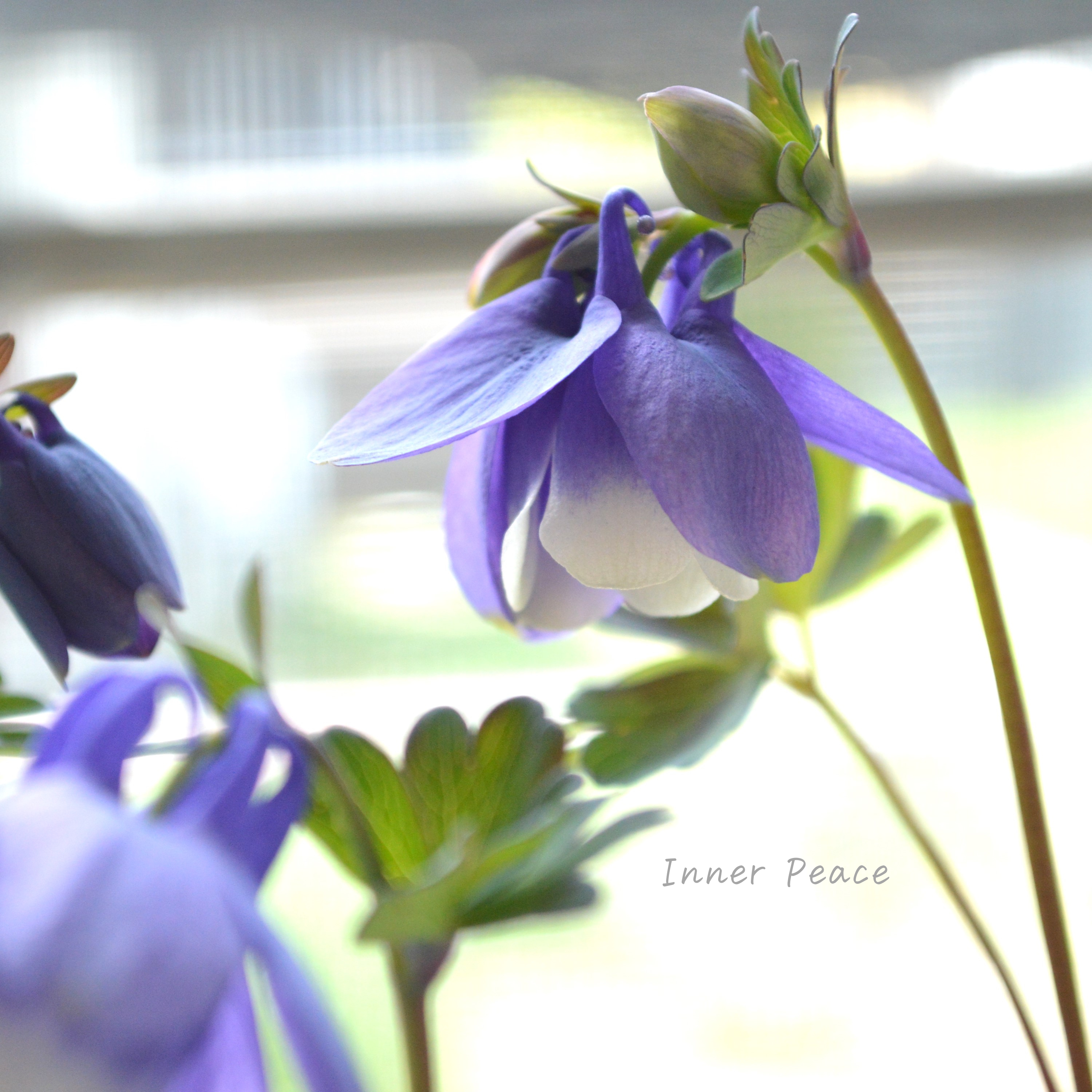 【美しい】 深山オダマキ 『紫花』 3寸POT