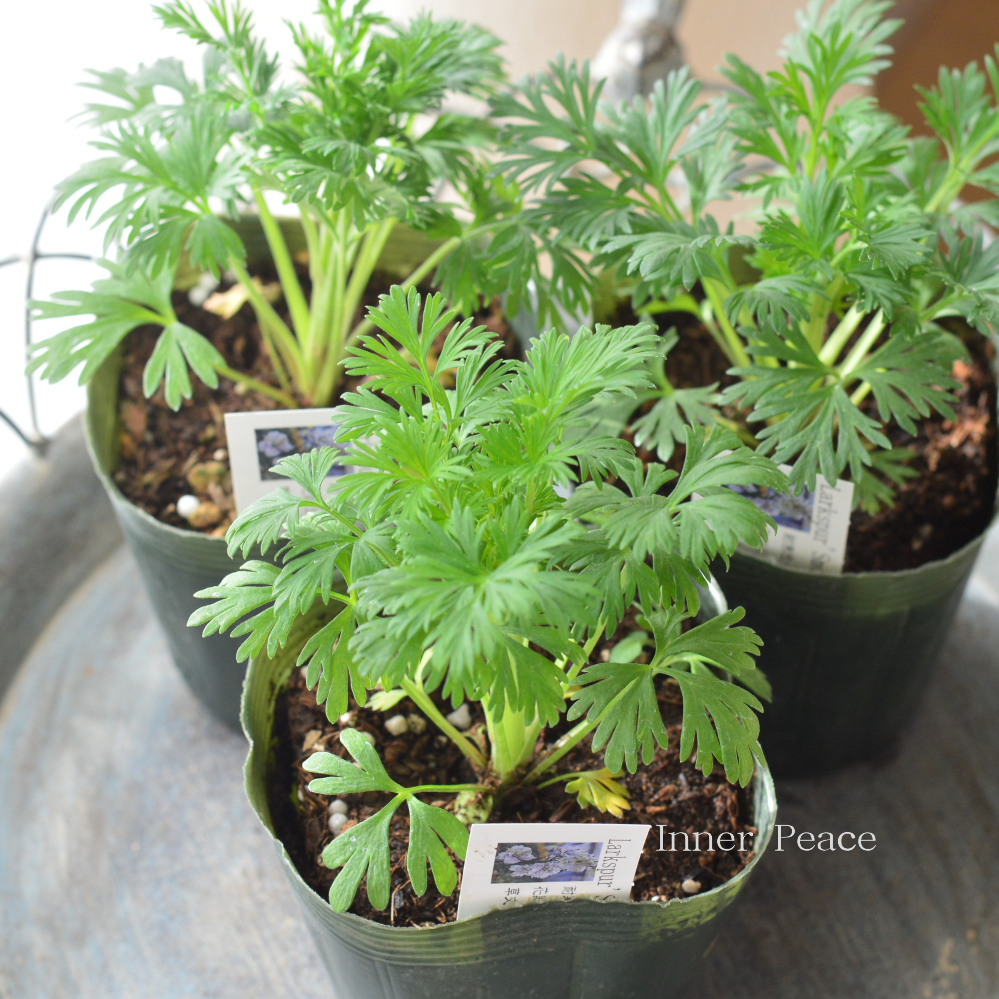 【美しい】 ラークスパー 『スモーキーアイズ』 3寸POT