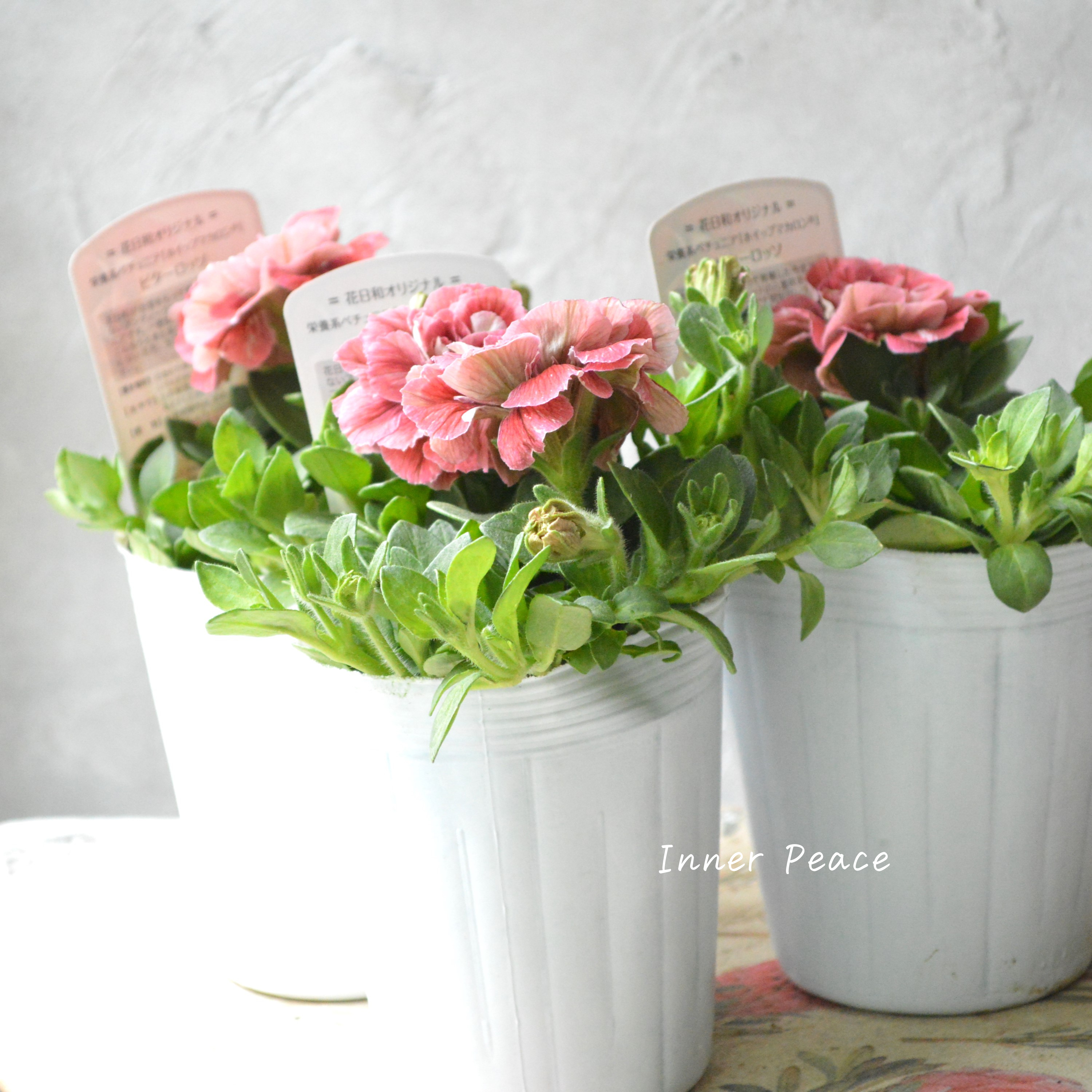 【花日和さんオリジナル】 ペチュニア 『ホイップマカロン・ビターロッソ』 3寸ロングPOT