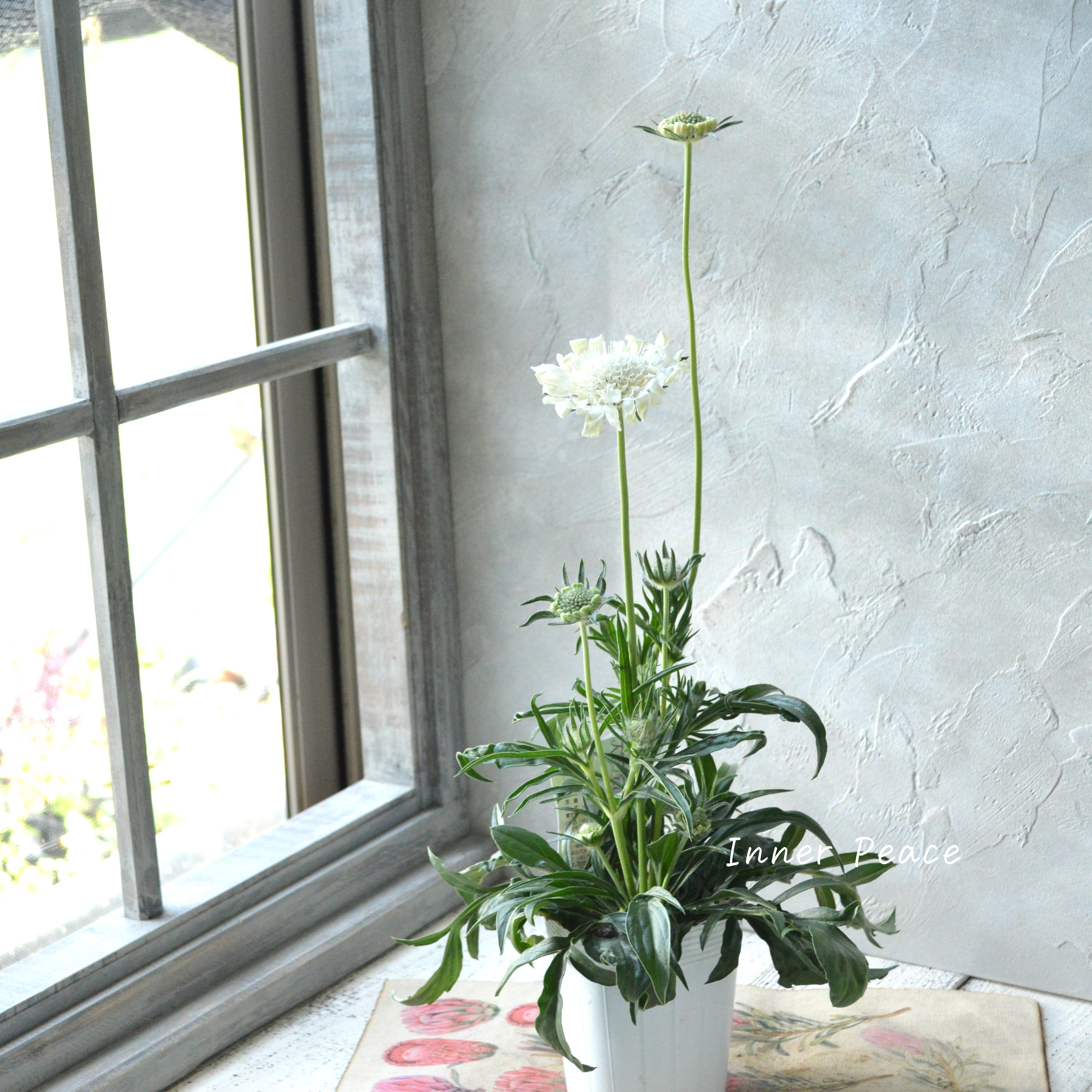 【大輪】 スカビオサ 『ファーマ・ホワイト』 3.5寸POT