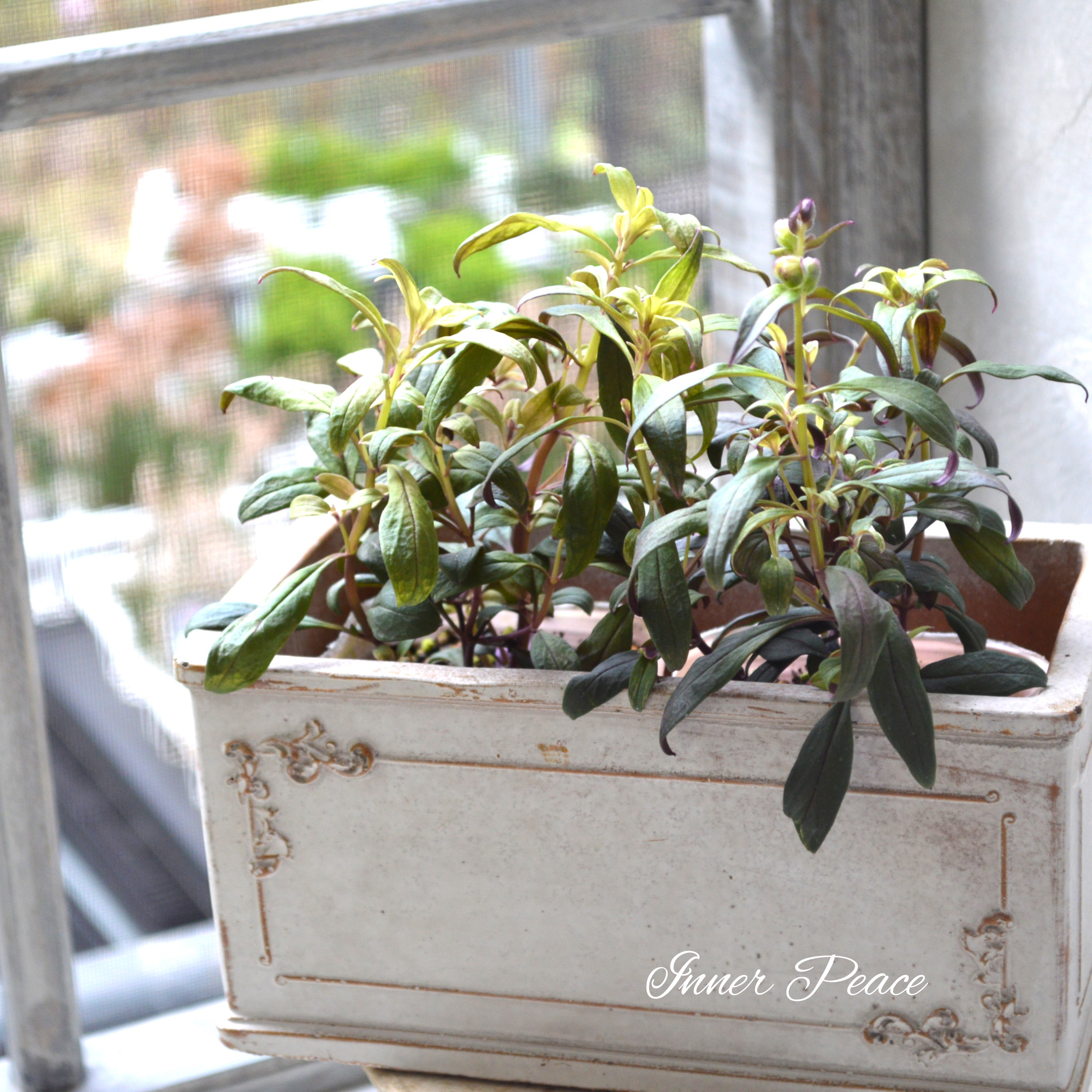 【カラーリーフ】 キンギョソウ ブランルージュ・ムーン 3寸POT