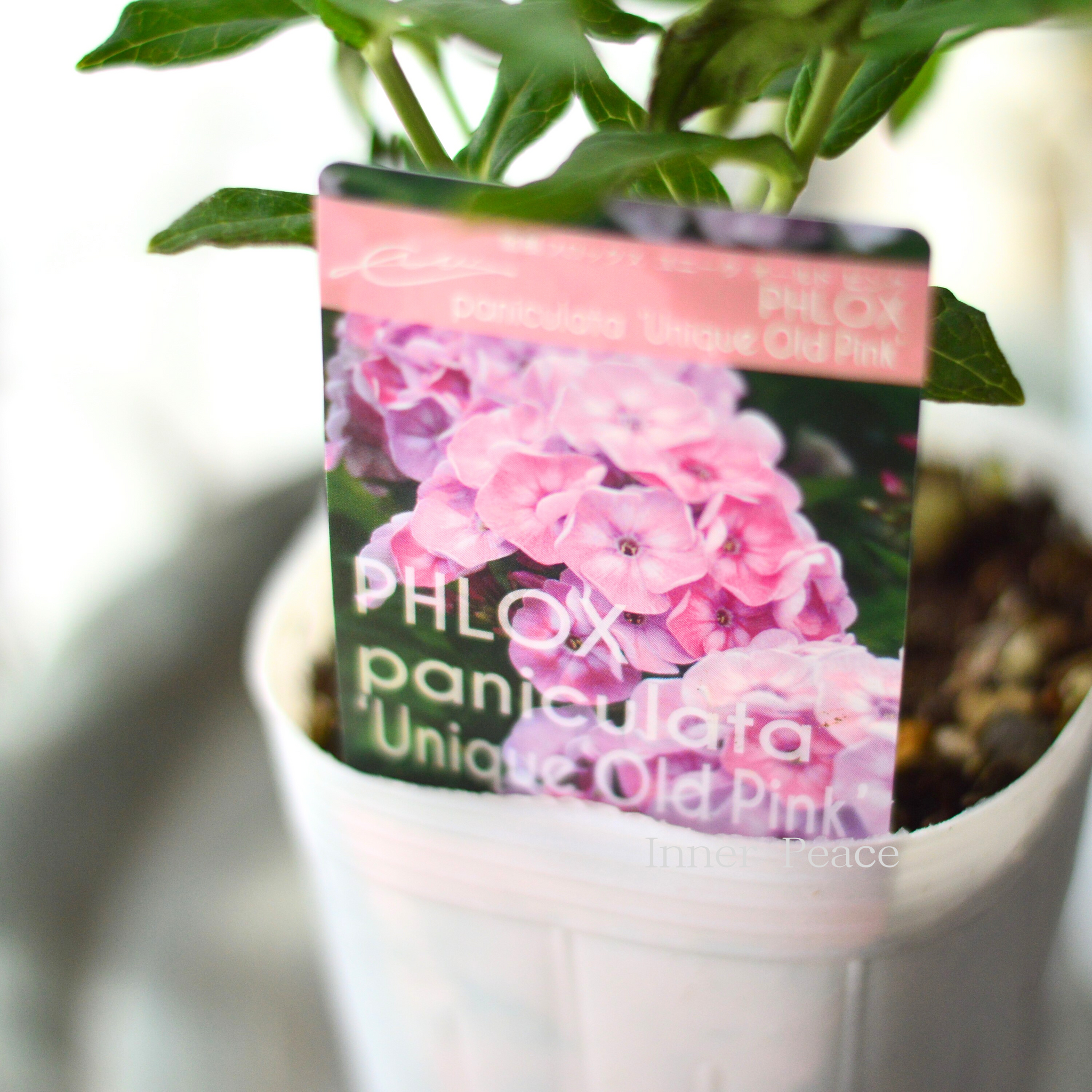 da6664957203ffbf71b6d57464a056