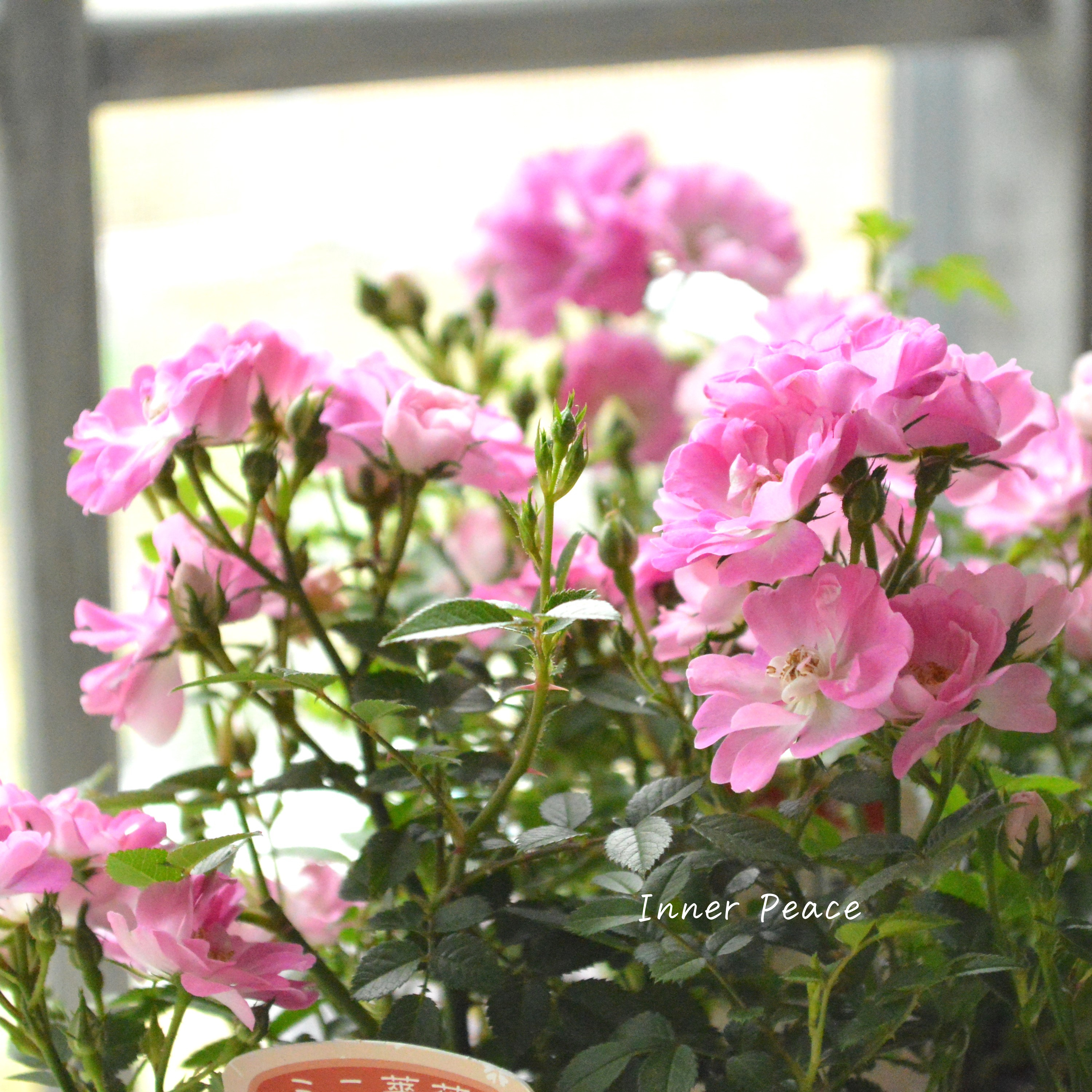 【四季咲き】 ミニ薔薇 『レンゲローズ』 3寸POT