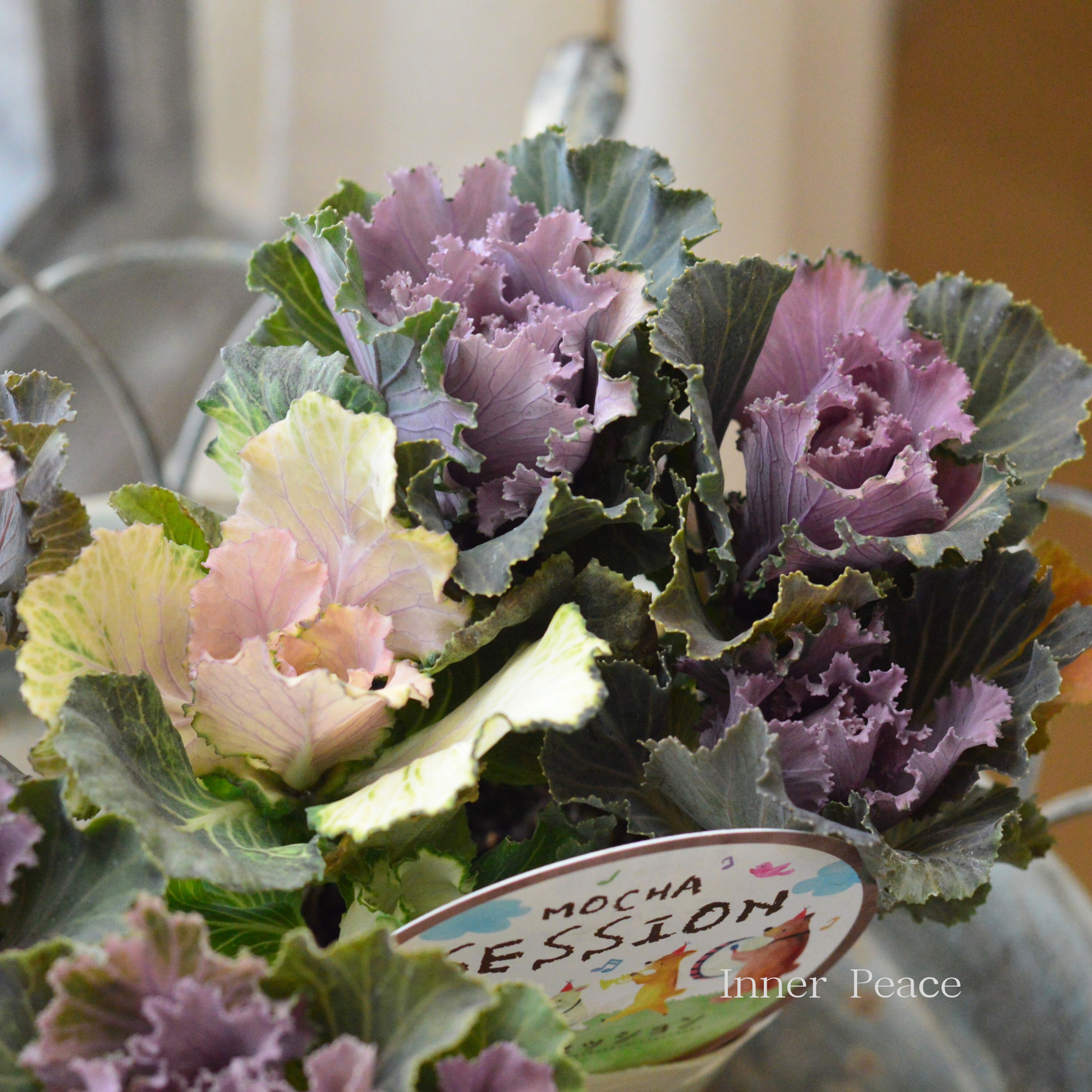 【アンティーク】 葉牡丹 『萌花セッション・フリル』 3寸POT