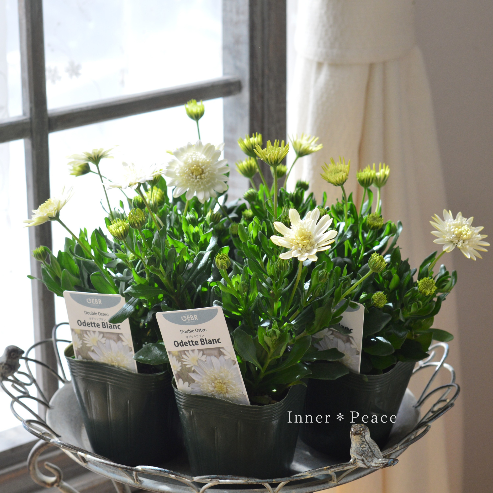 【ゲブラさん】 オステオスペルマム 『オデットブラン』 3.5寸POT