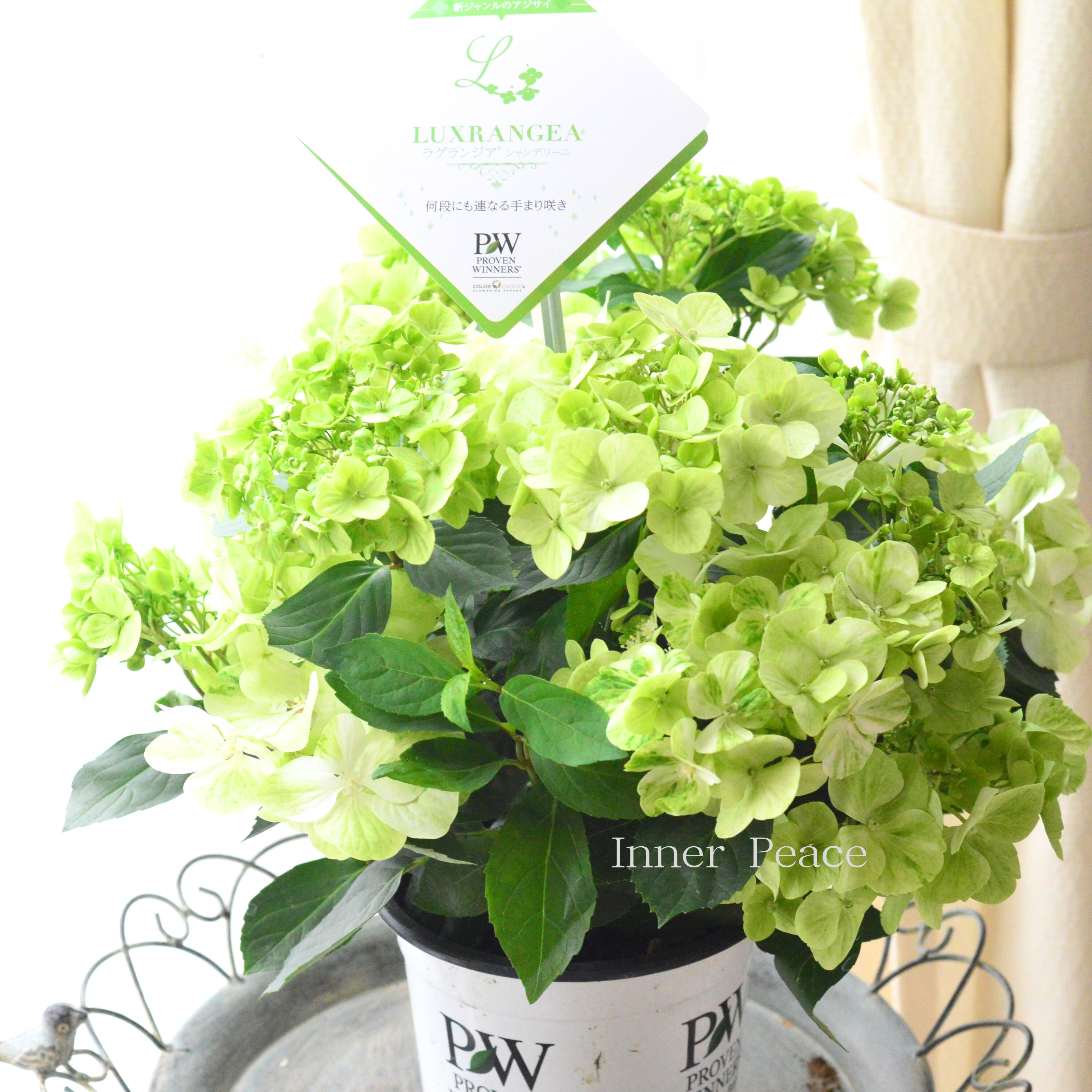 【PW】 紫陽花 ラグランジア 『シャンデリーニ』 5寸鉢