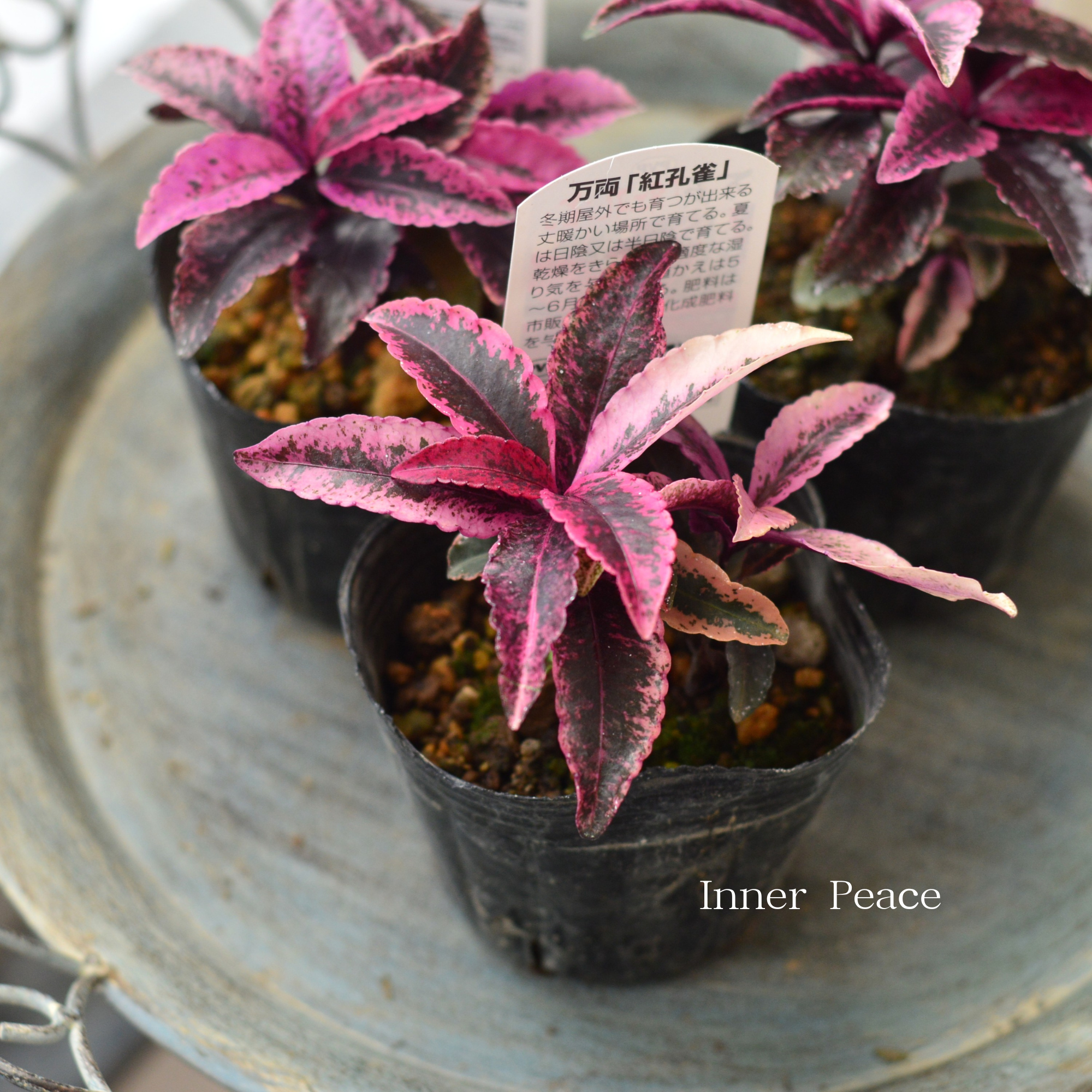 【斑入り】 万両 『紅孔雀』 3寸POT