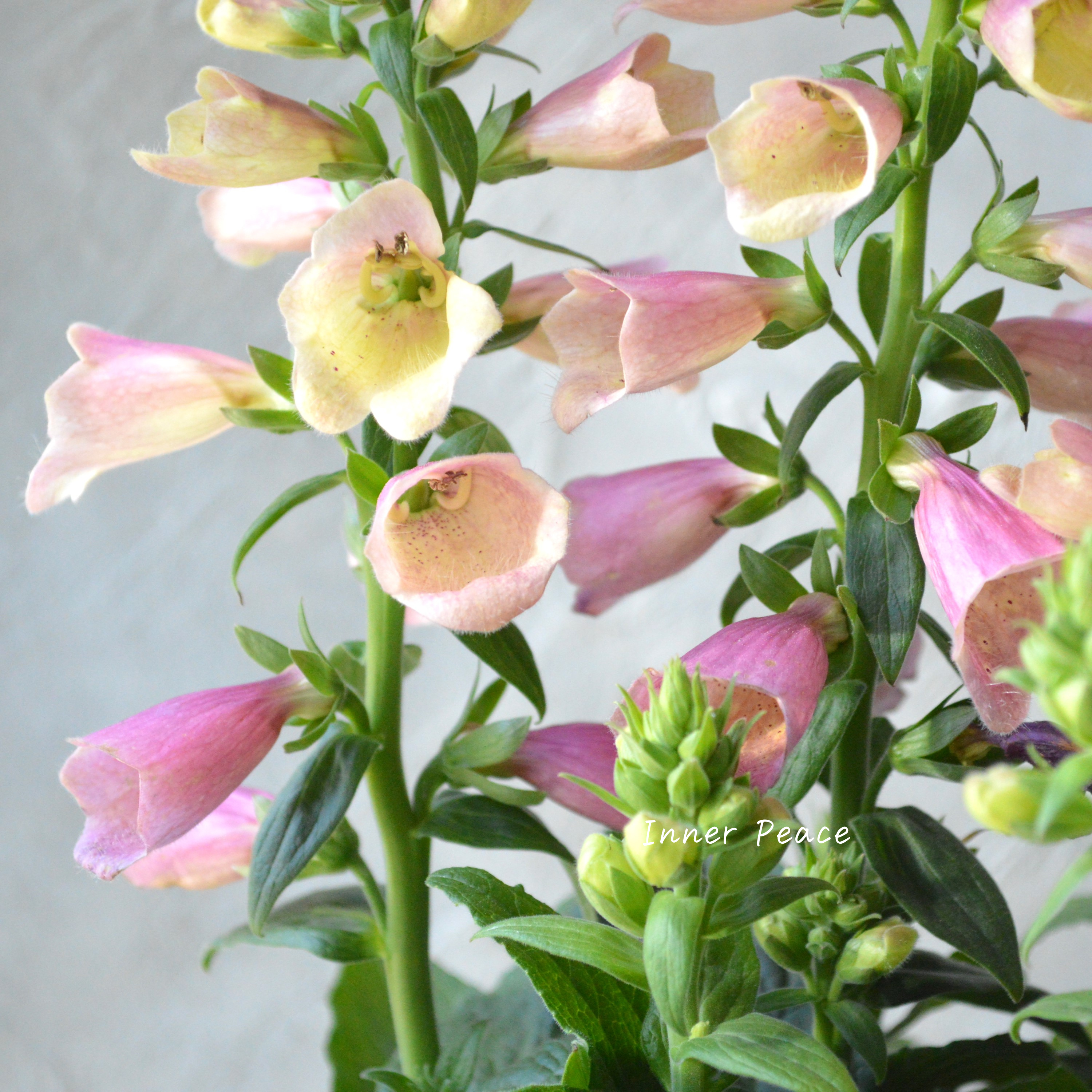 【開花期が長い】 ジギタリス 『アークティック・フォックスローズ』 3.5寸ロングPOT