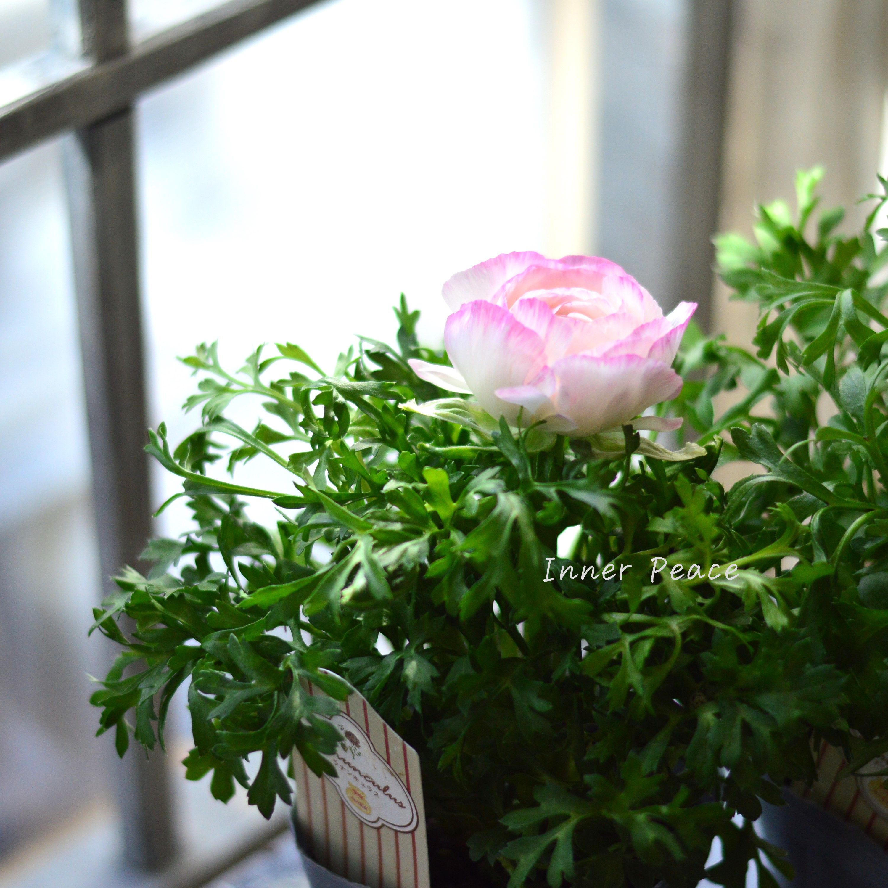 【かわいい】 ラナンキュラス 『スプリンクル・ピンクバイカラー』 3.5寸POT