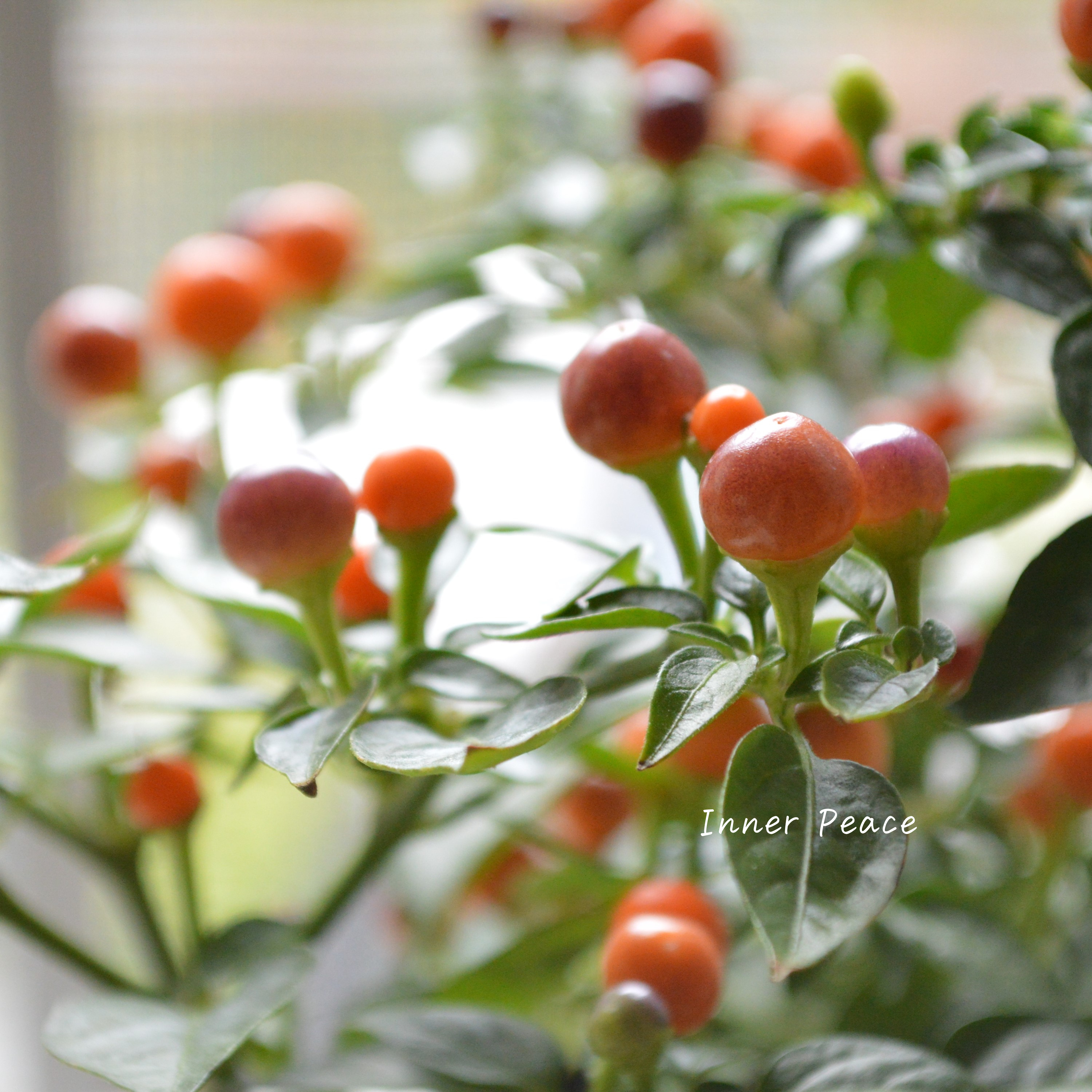 【暑さに強い】 トウガラシ 『パープル』 3寸POT