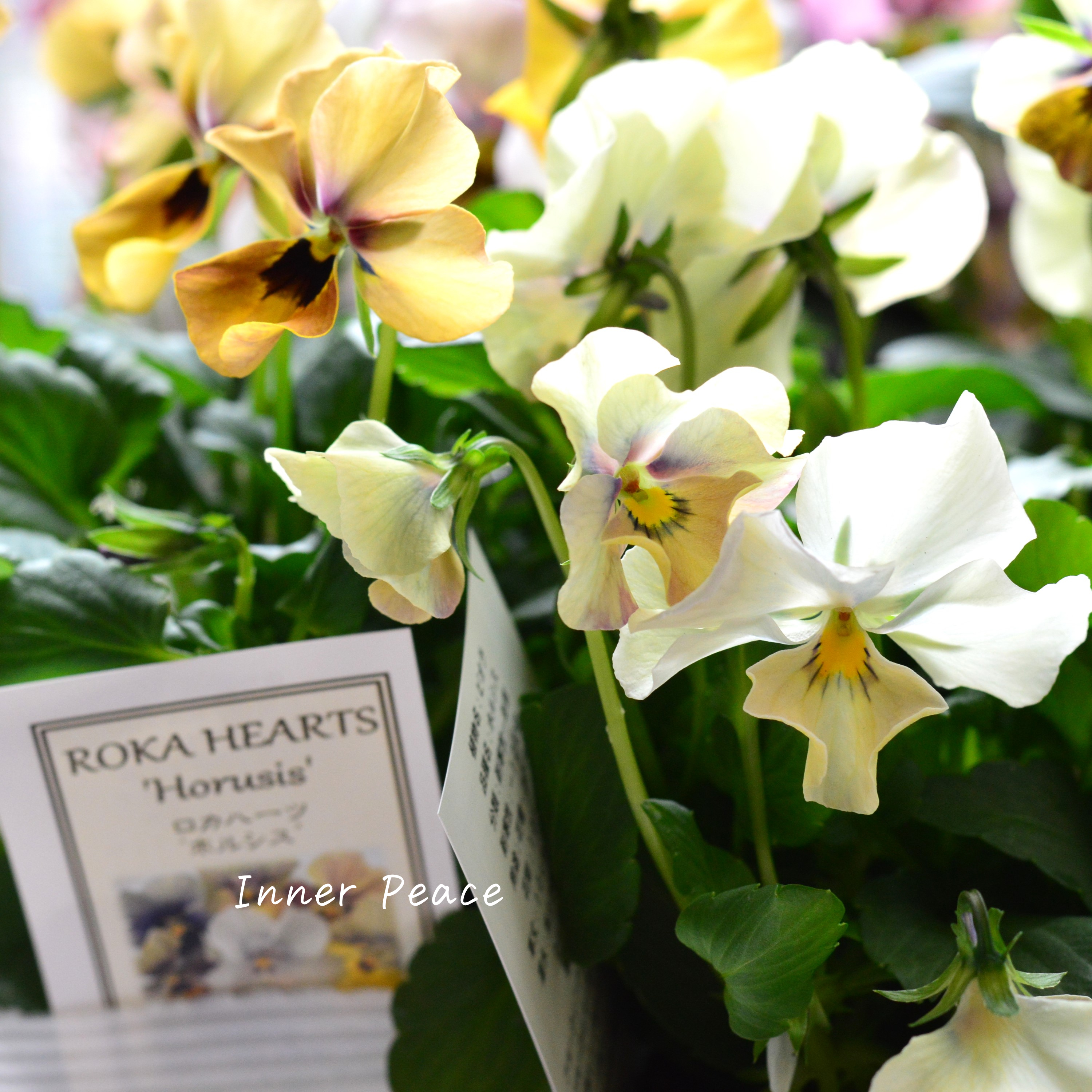 【美しい】 ビオラ ロカハーツ 『ホルシス』 3.5寸POT