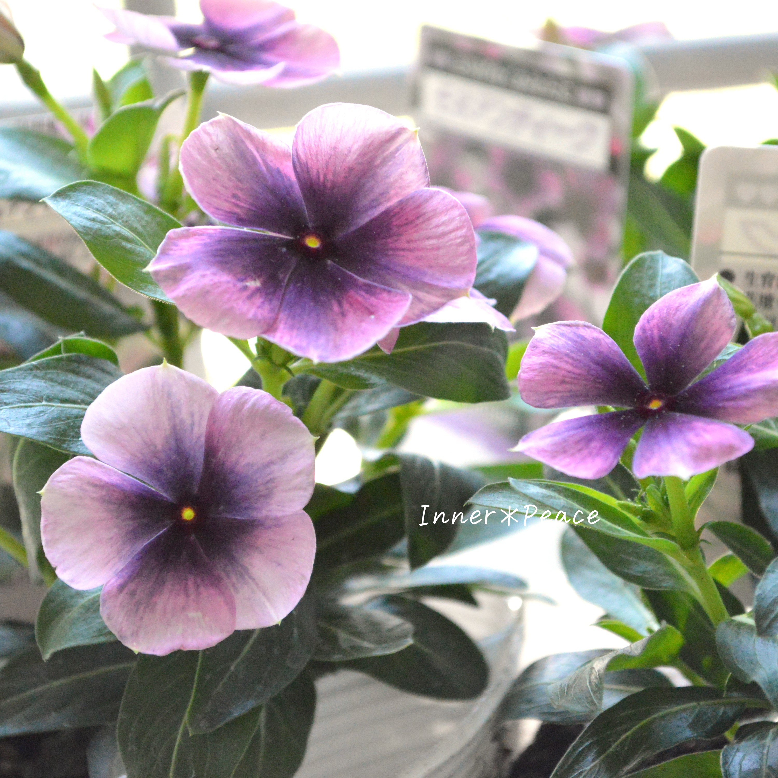 【北島園芸さん】 ニチニチソウ 『モネアンティーク』 3.5寸POT