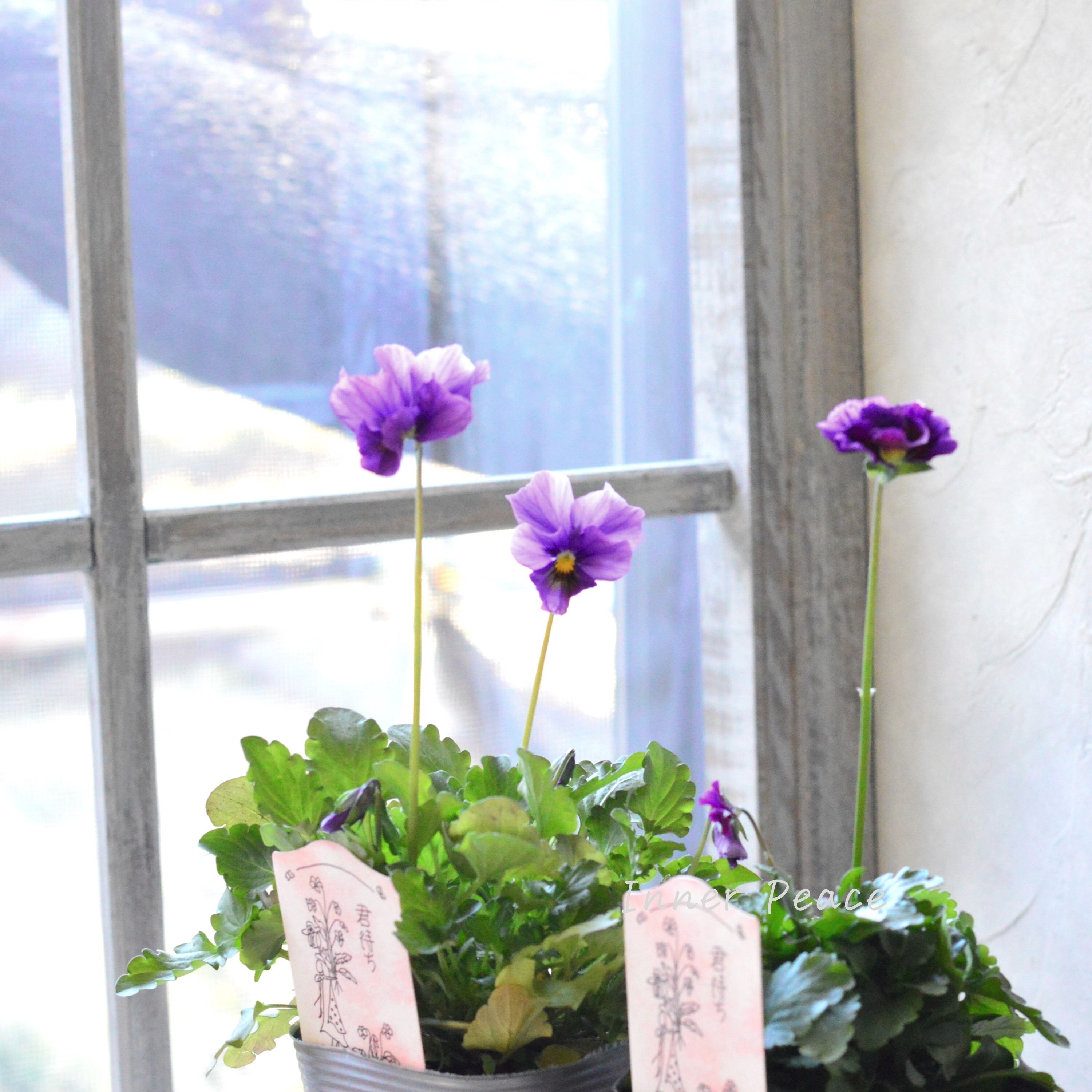 【吉村龍典さん育種ビオラ】 君待ちシリーズ 『Aタイプ』 3.5寸POT