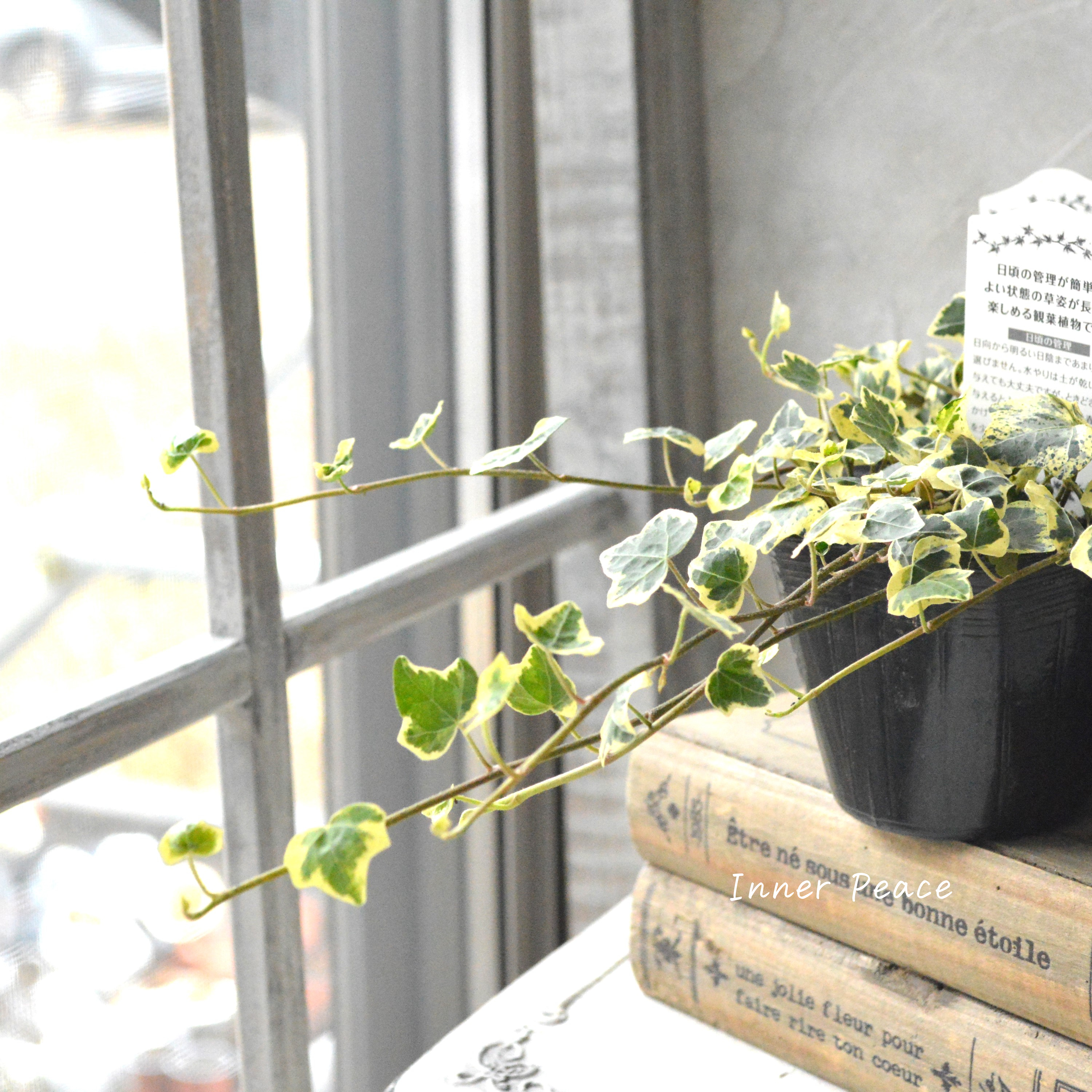 【斑入り】 ヘデラ 『カノン』 3寸POT