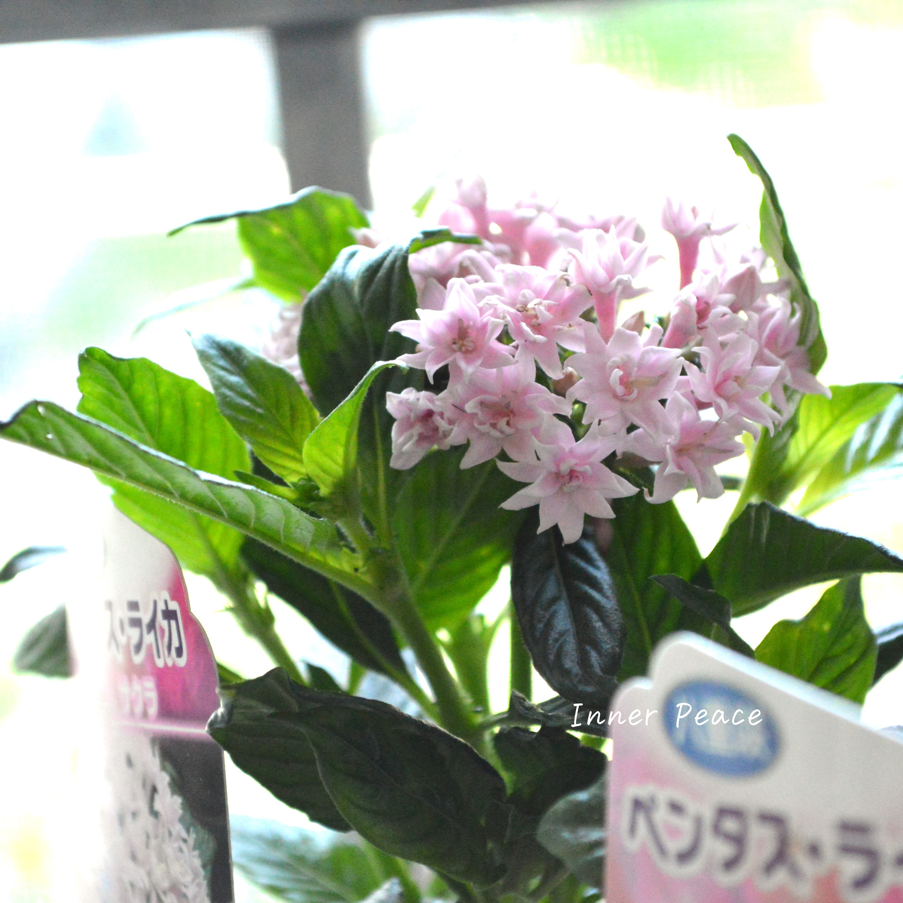 【暑さに強い】 八重咲きペンタス 『ライカ・サクラ』 3.5寸POT