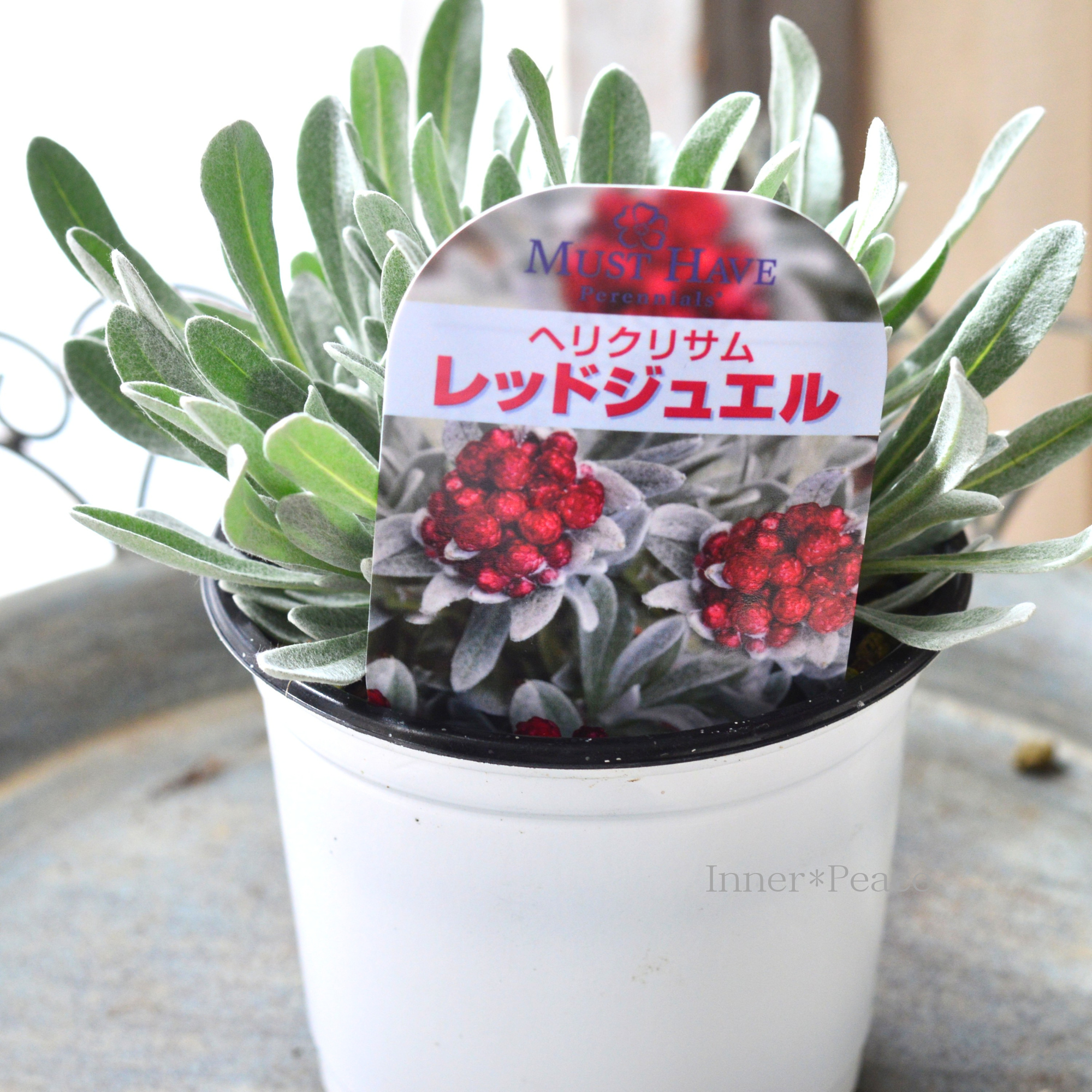 【ユニーク】 ヘリクリサム 『レッドジュエル』 3.5寸POT