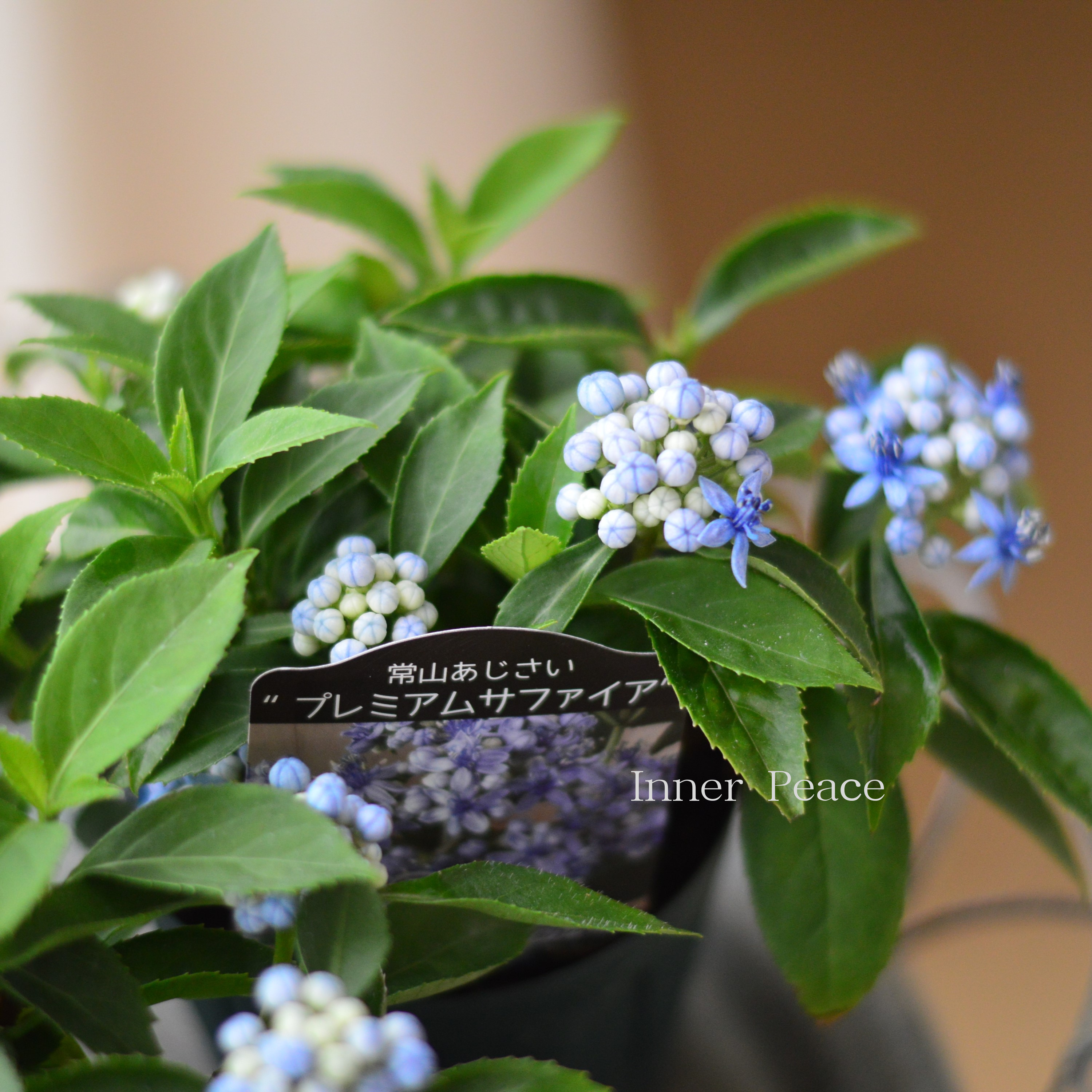 【かわいい】 常山あじさい 『プレミアムサファイア』 3.5寸硬質POT