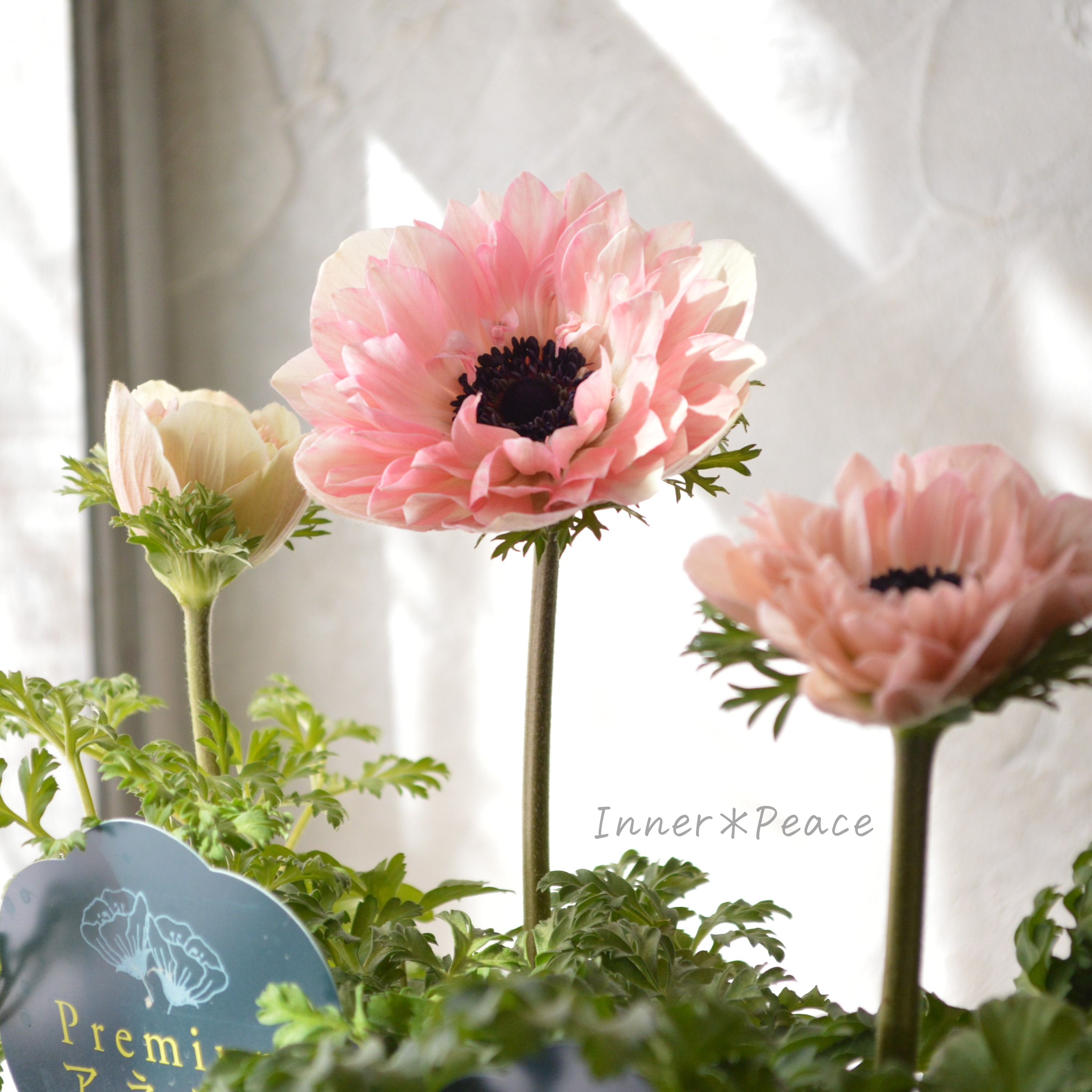 【神花園さん】 Sale!! 八重咲きプレミアムアネモネ 『2年生株・ピンク』 3.5寸POT