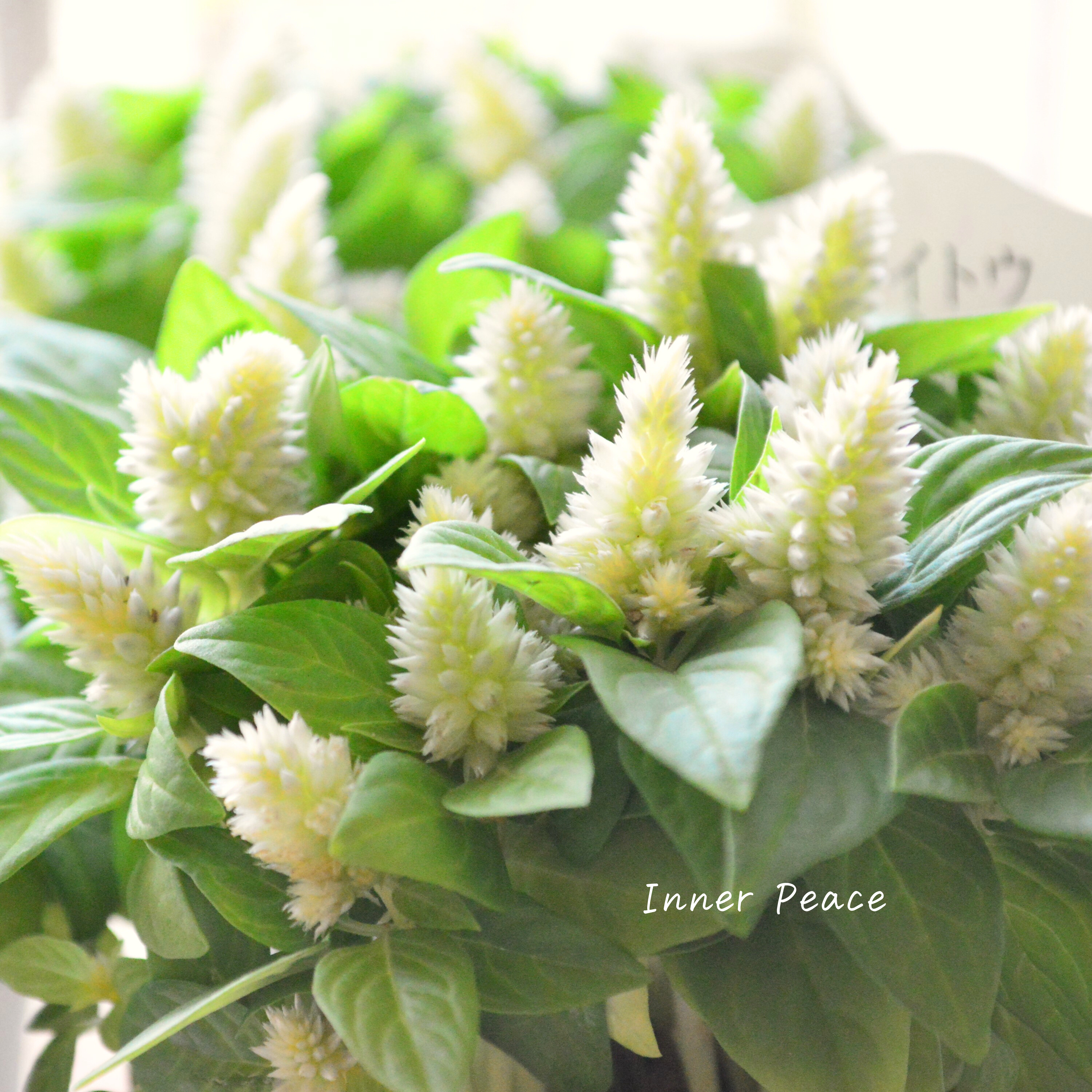 【秋のお花】 ケイトウ(多粒撒き) 『クリーム』 3寸POT