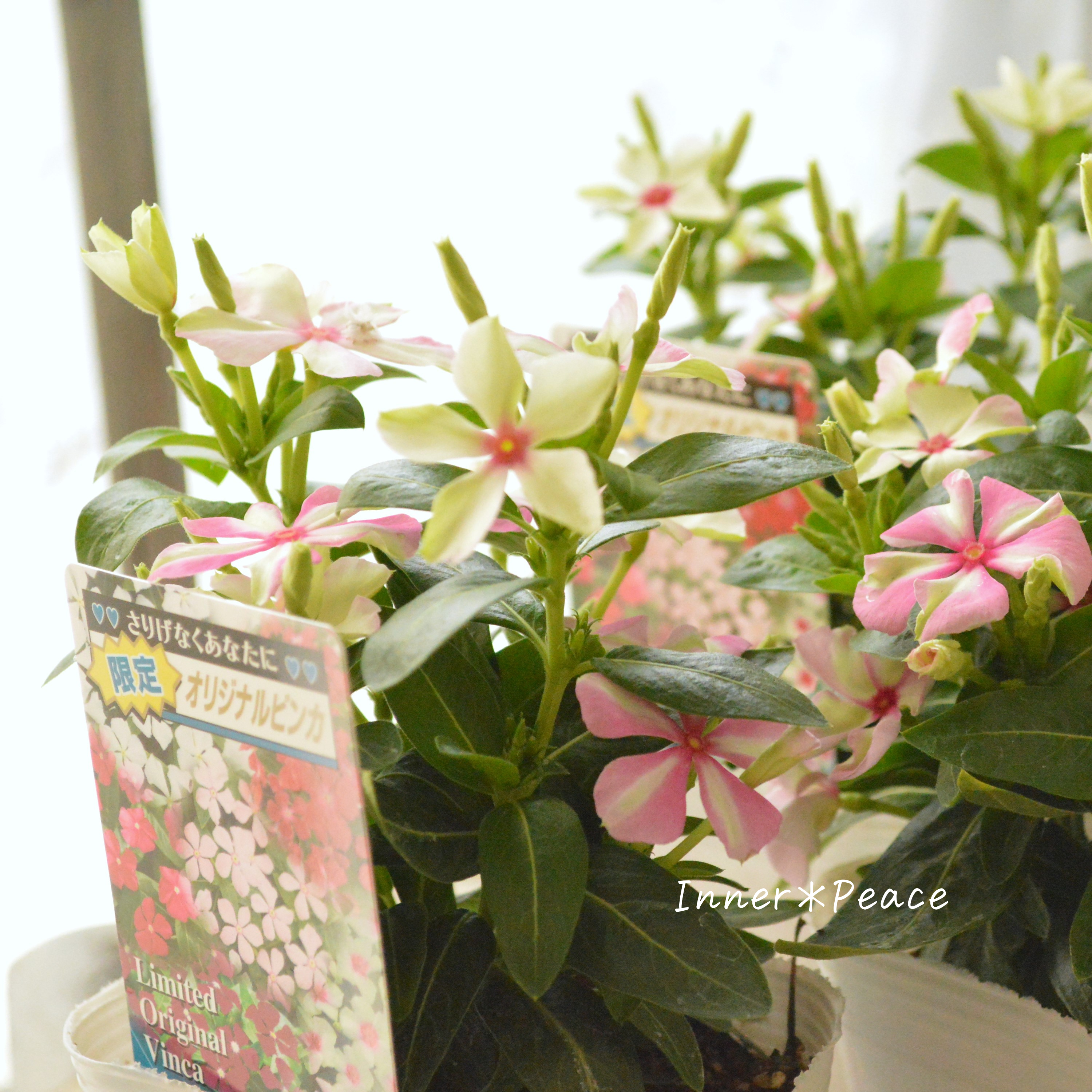 【北島園芸さん】 ニチニチソウ 『試作品・シャガール系』 3.5寸POT