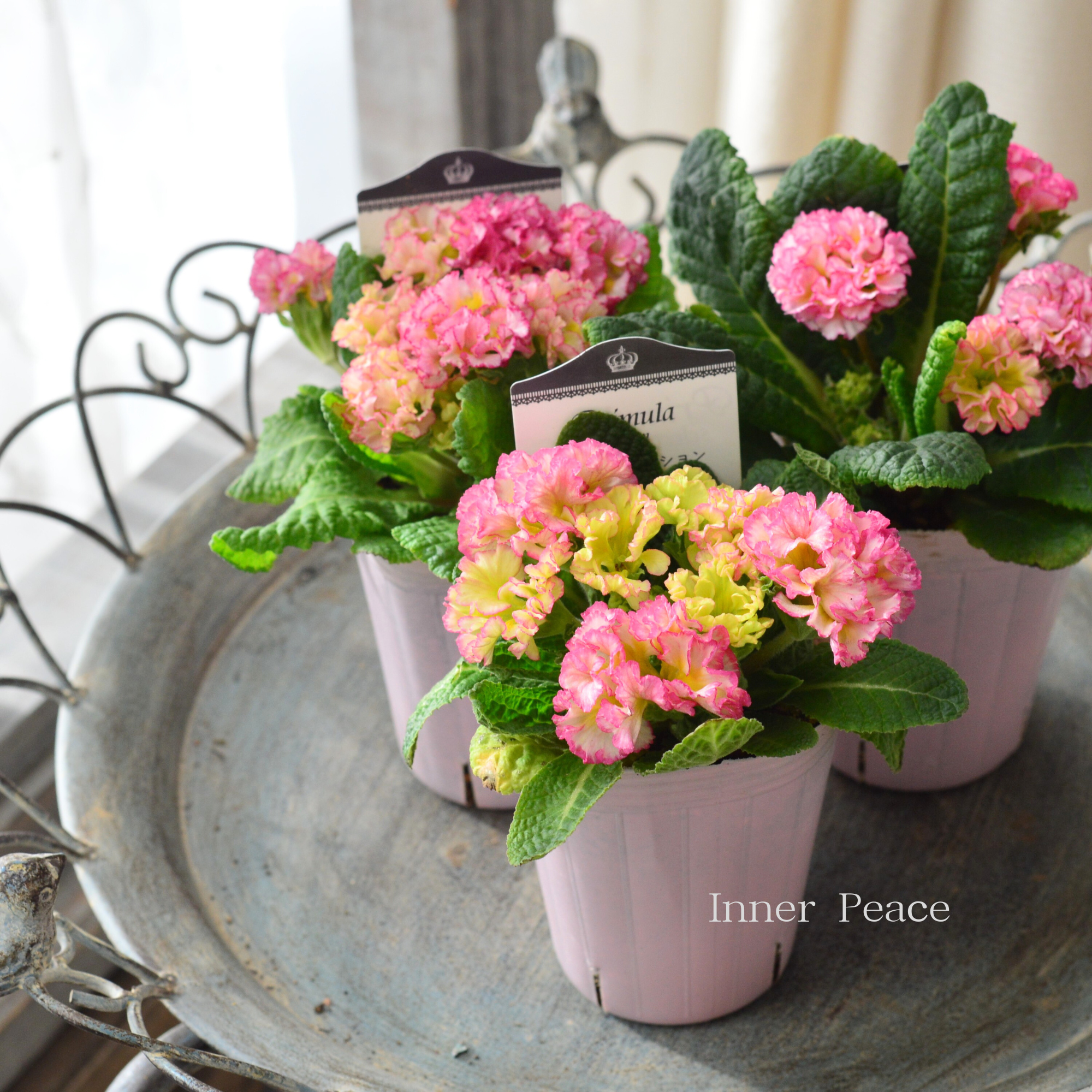 【k-plantsさん】 フリンジ咲き プリムラ 『ポンポンラパン・①』 2.5寸ロングPOT