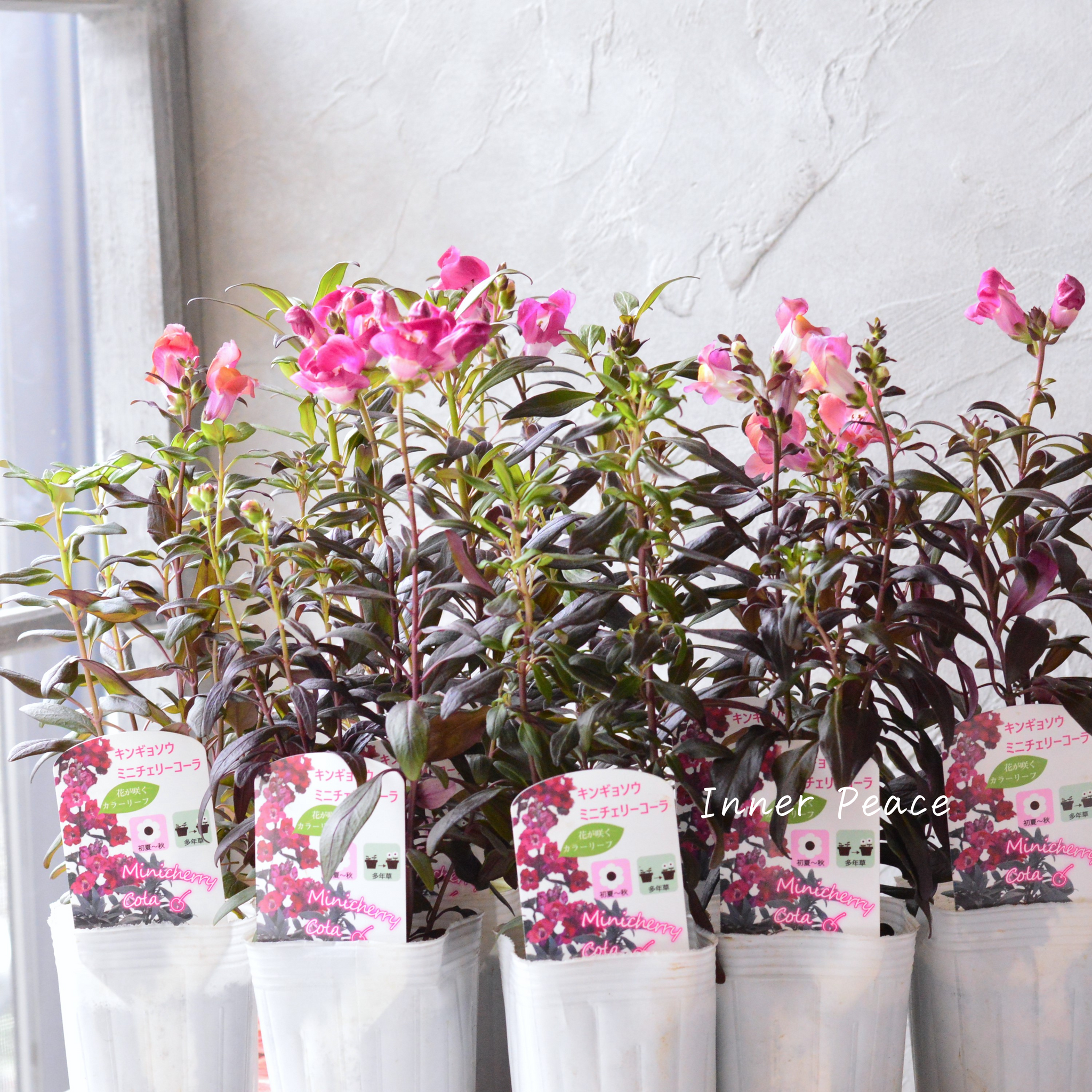 db906e9d02f4878987513fb50d479d