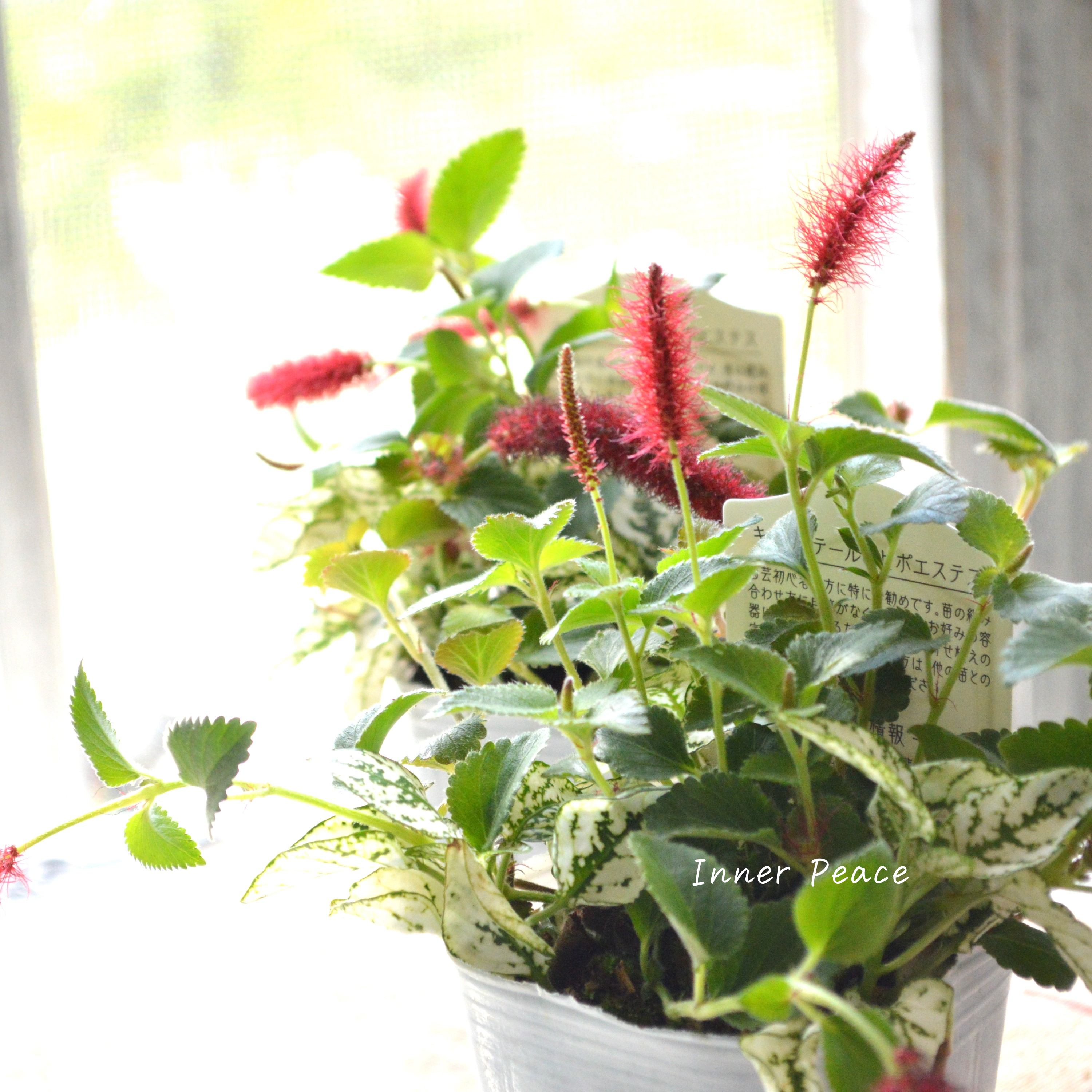 【寄せ植えに】 ヒポキャット(ヒポエステス白+キャッツテール) 2.5寸ロングPOT