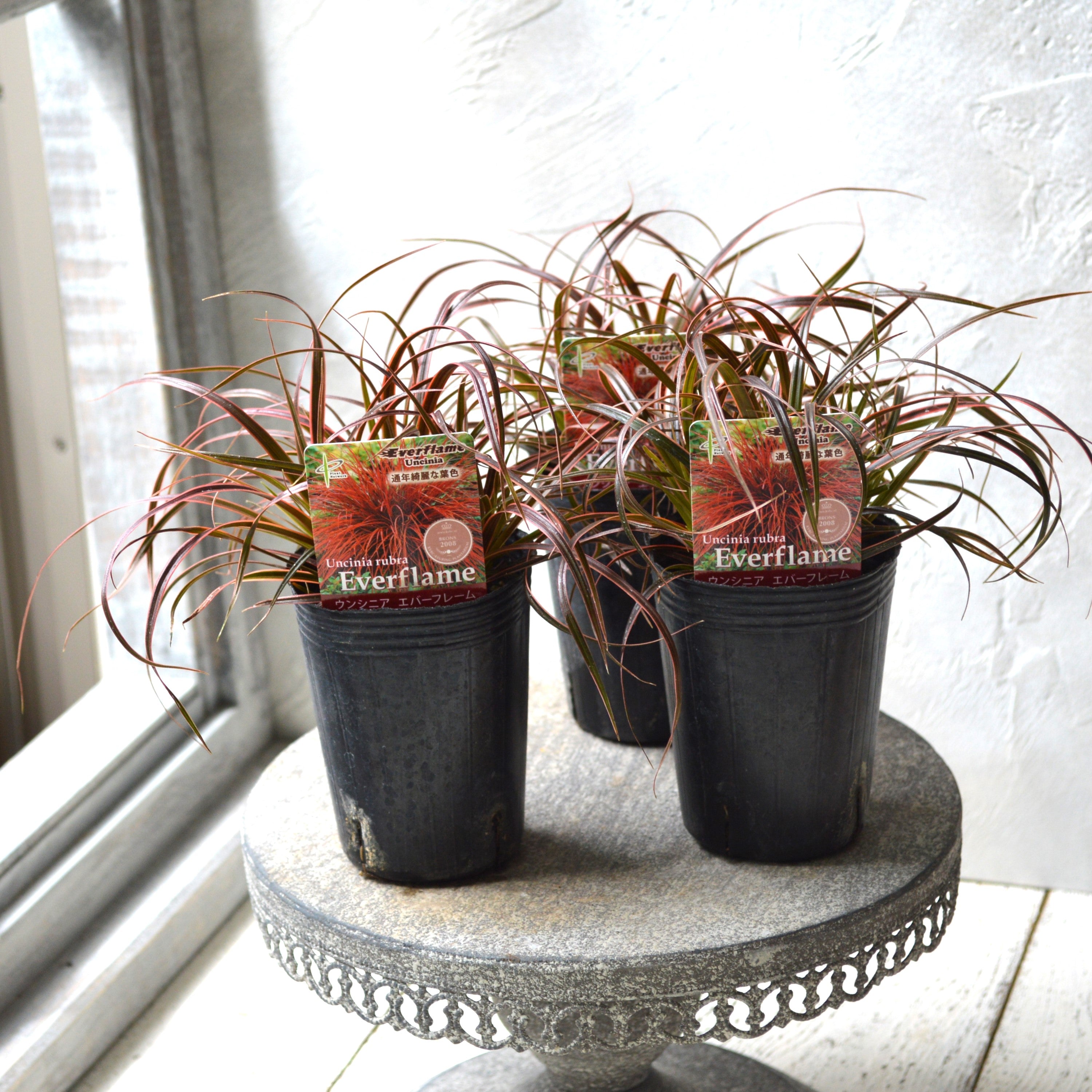 【希少】 ウンシニア・ルブラ 『エバーフレーム』 2.5寸ロングPOT