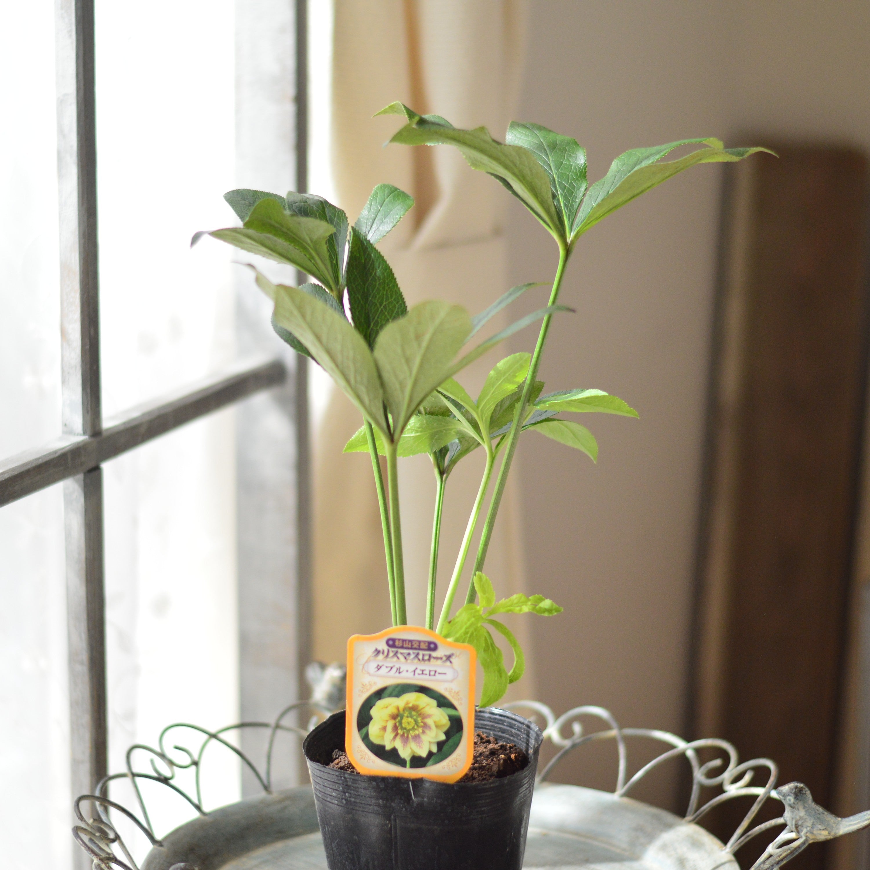 【杉光園芸さん】 クリスマスローズ 『ダブル・イエロー』 4寸POT