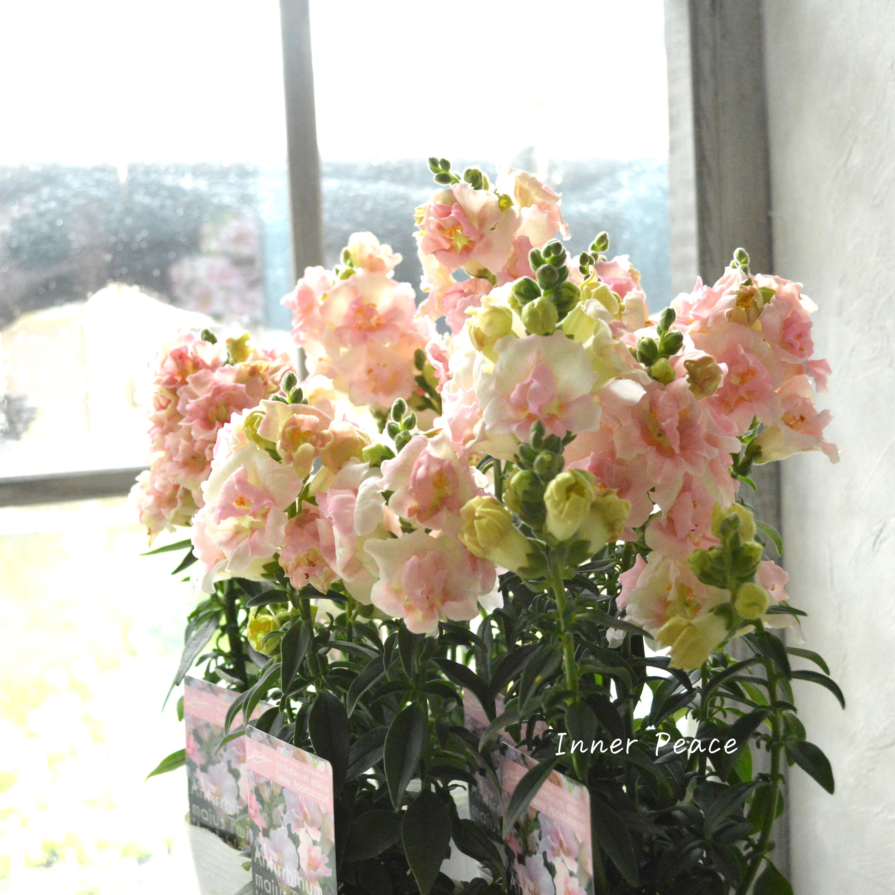 【かわいい】 奥田さん生産の キンギョソウ・トゥイニー 『アップルブロッサム』 3寸POT