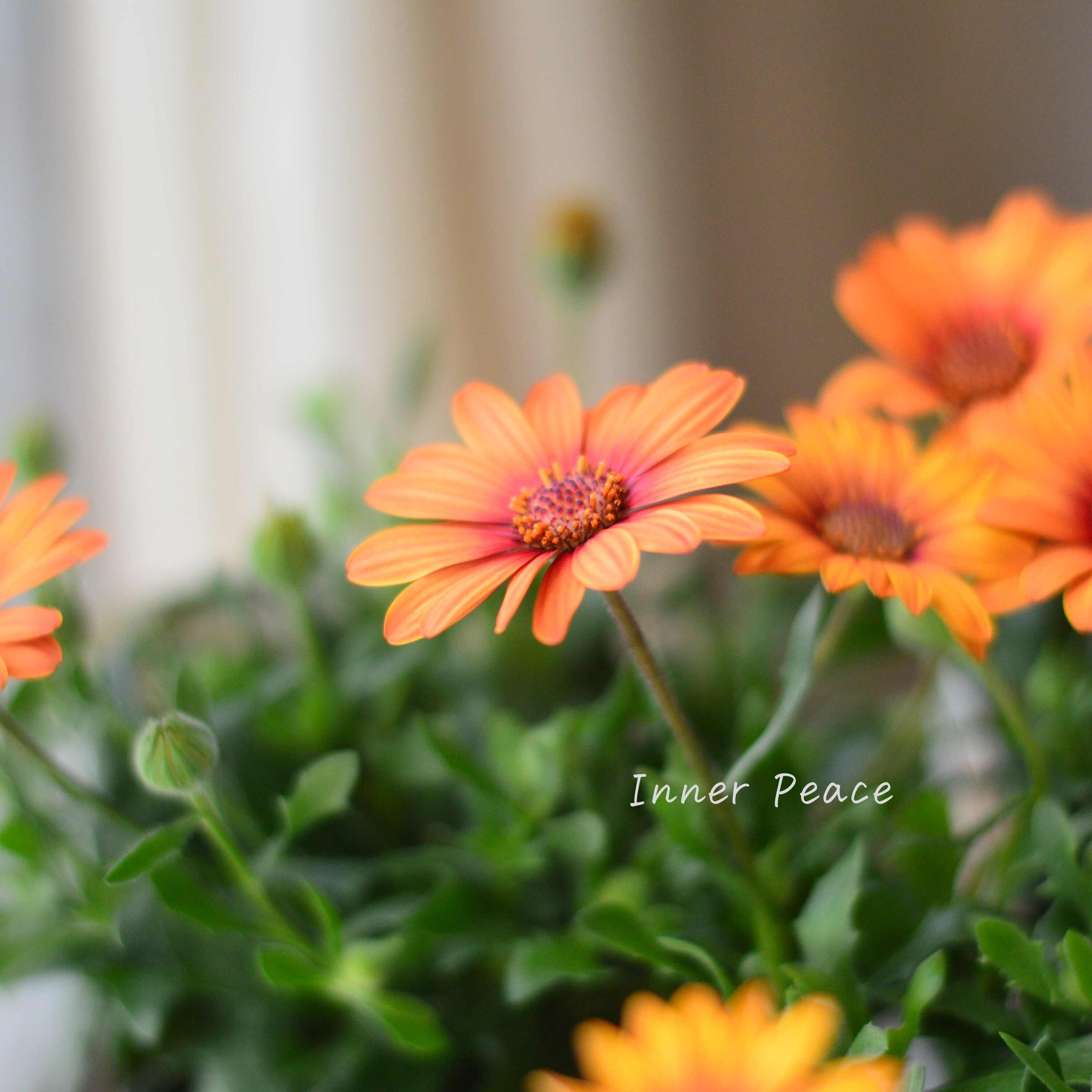 【ゲブラさん】 オステオスペルマム 『マンダリン』 3.5寸POT