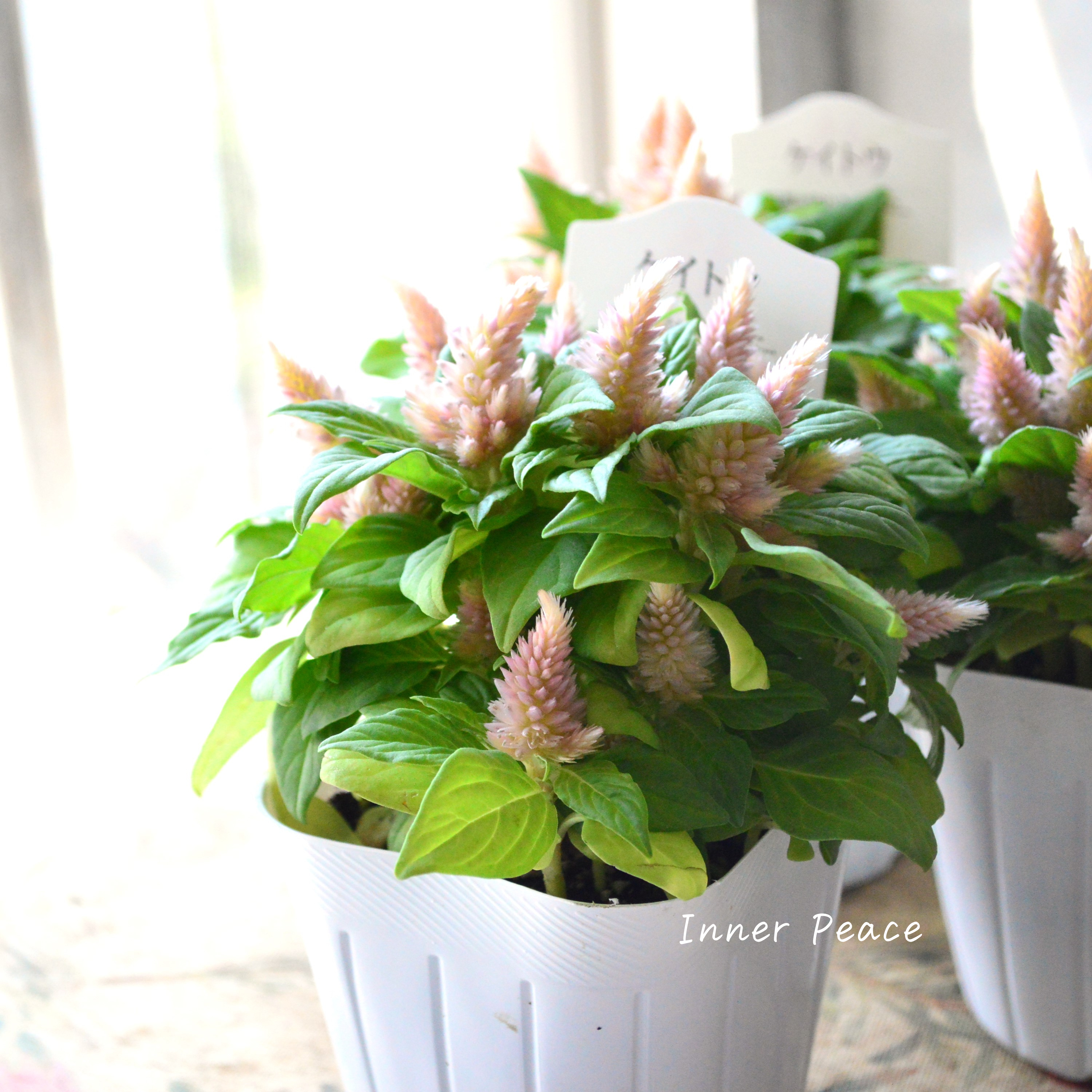 【秋のお花】 ケイトウ(多粒撒き) 『サーモンピンク』 3寸POT