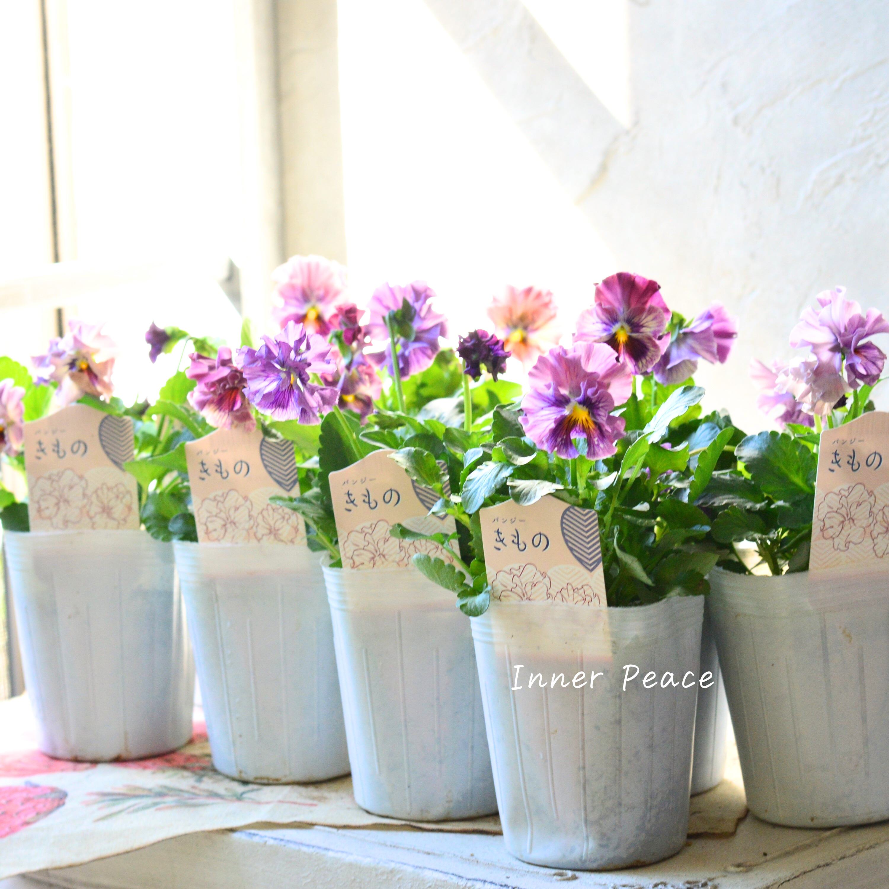 【美しい】 パンジー 『きもの』 3.5寸POT