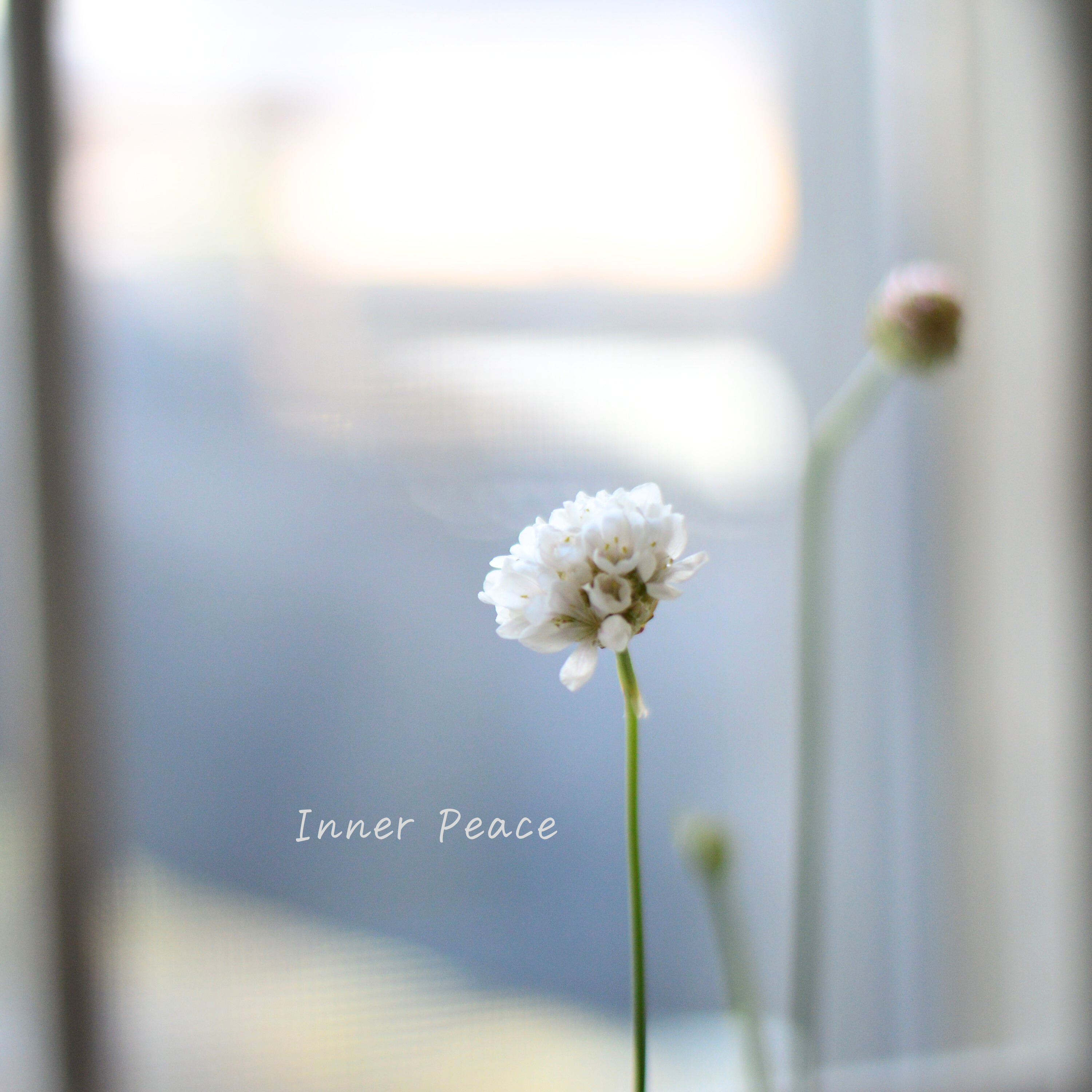 【かわいい】 アルメリア 『バレリーナ・ホワイト』 3寸ロングPOT