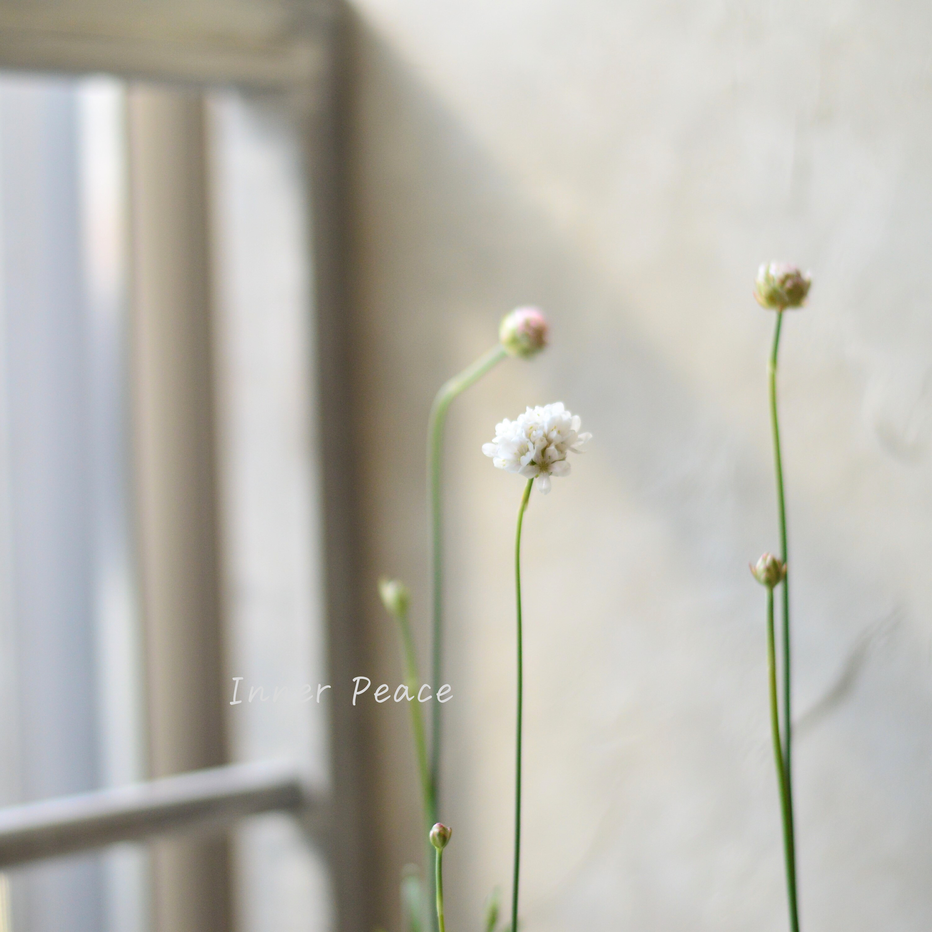 【かわいい】 アルメリア 『バレリーナ・ホワイト』 3寸ロングPOT