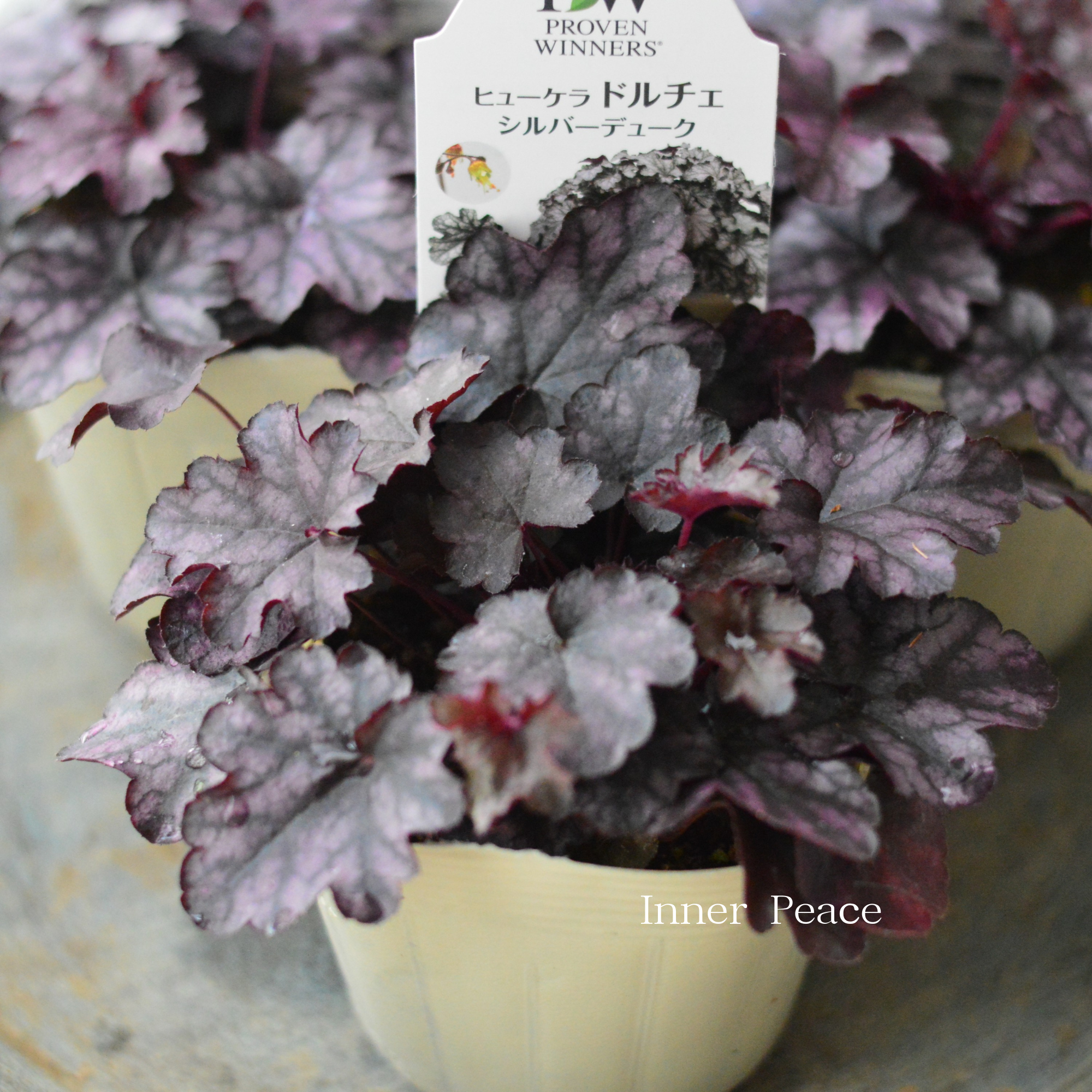 【PW】 ヒューケラ ドルチェ 『シルバーデューク』 3.5寸POT