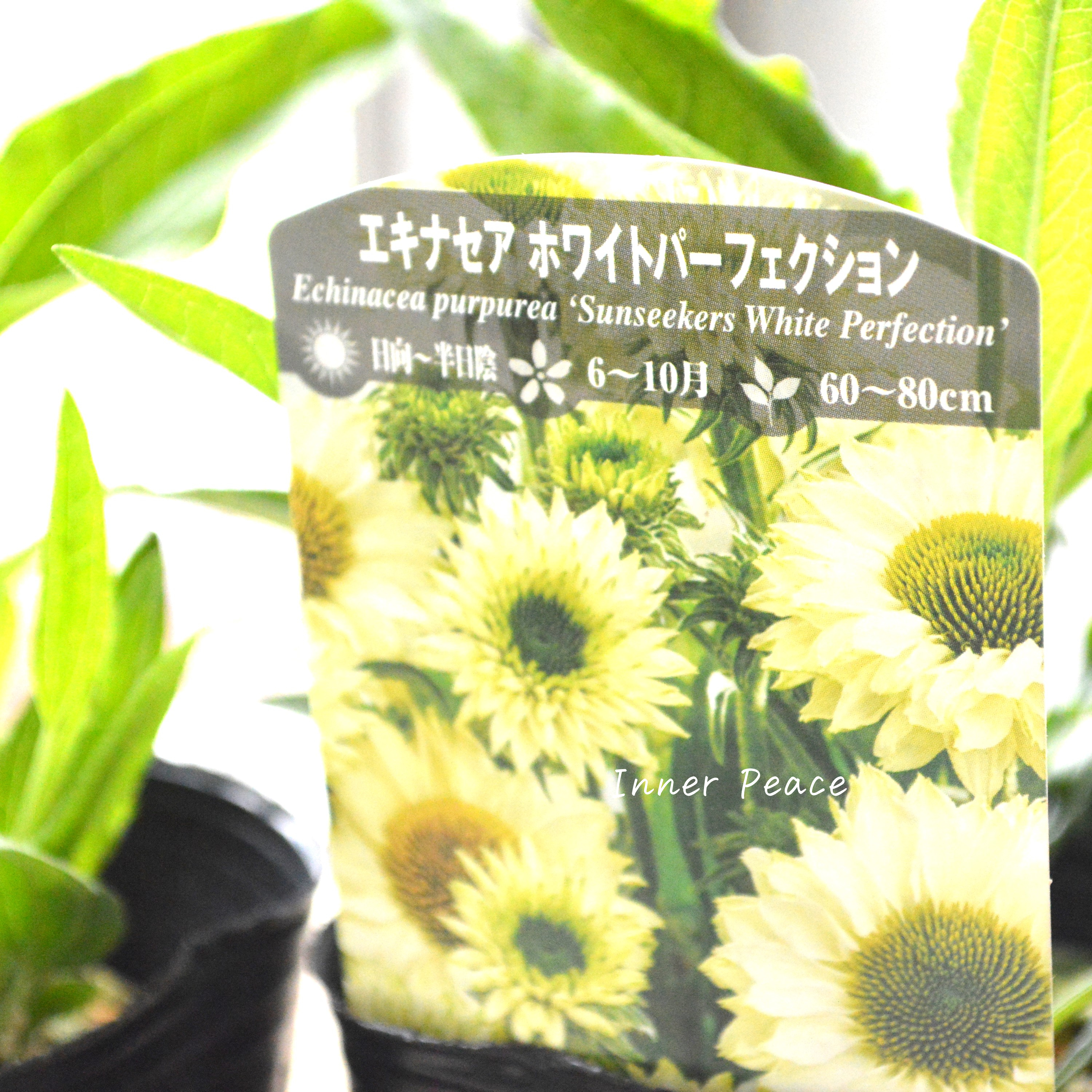【暑さ寒さに強い】 エキナセア 『ホワイトパーフェクション』植え込み用 3寸POT