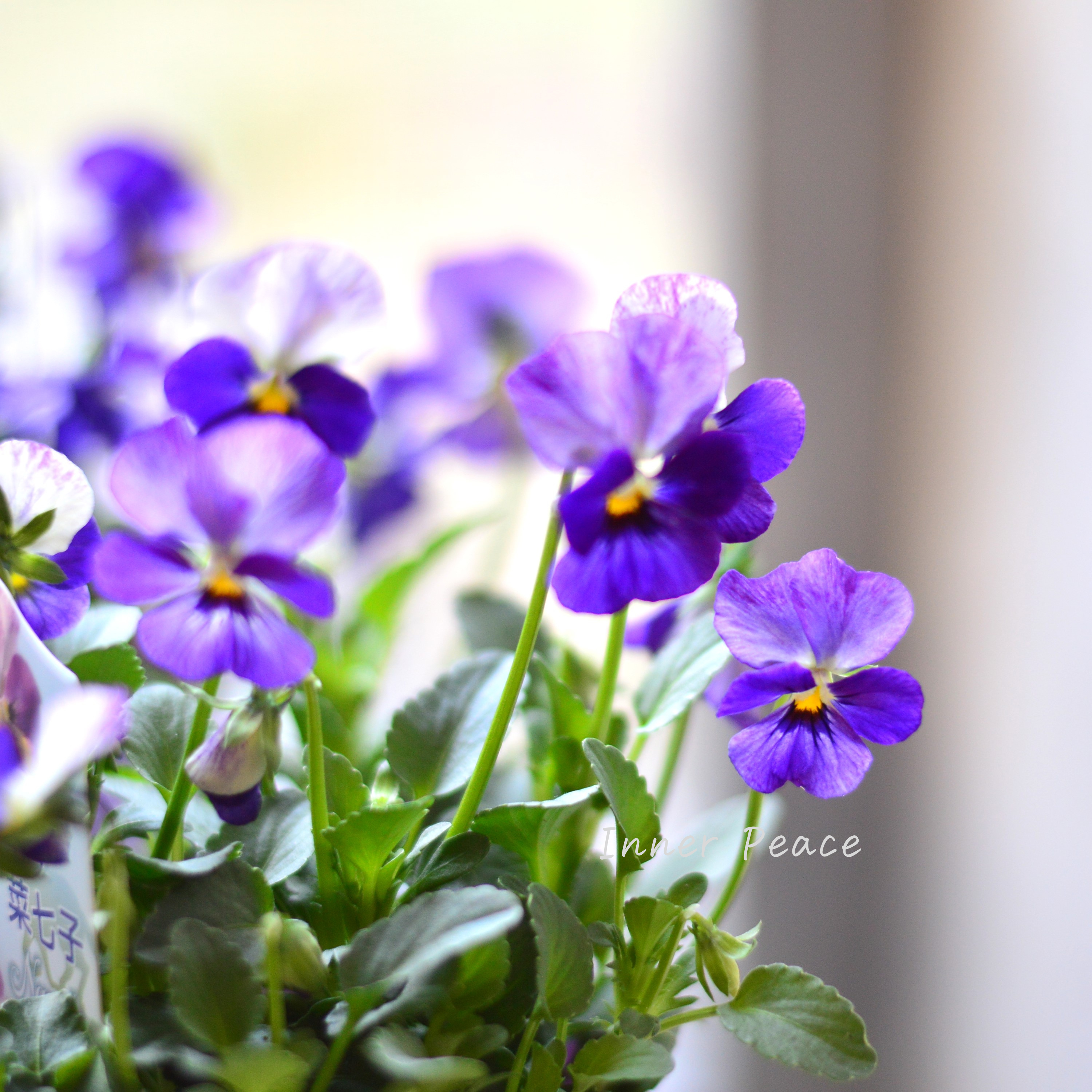 【花夢園芸さん】 ビオラ 『菜七子・Aタイプ』 3寸ロングPOT