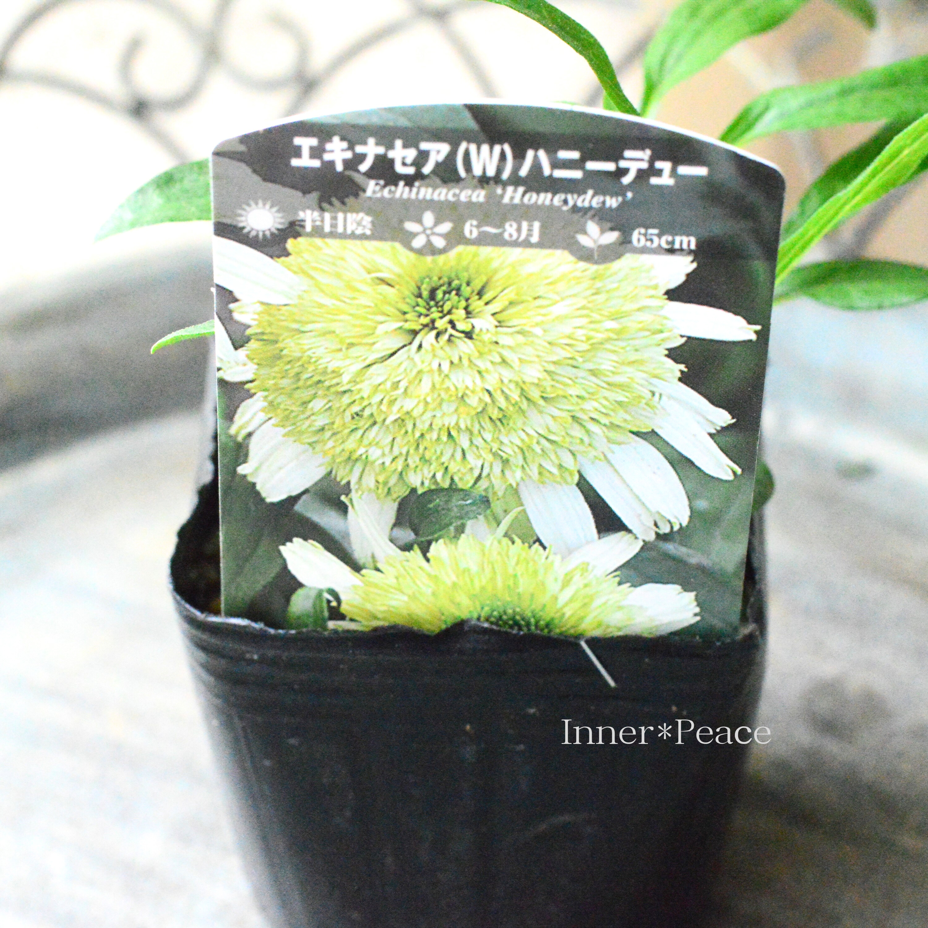 【暑さ寒さに強い】 エキナセア 『ハニーデュー』 3寸POT